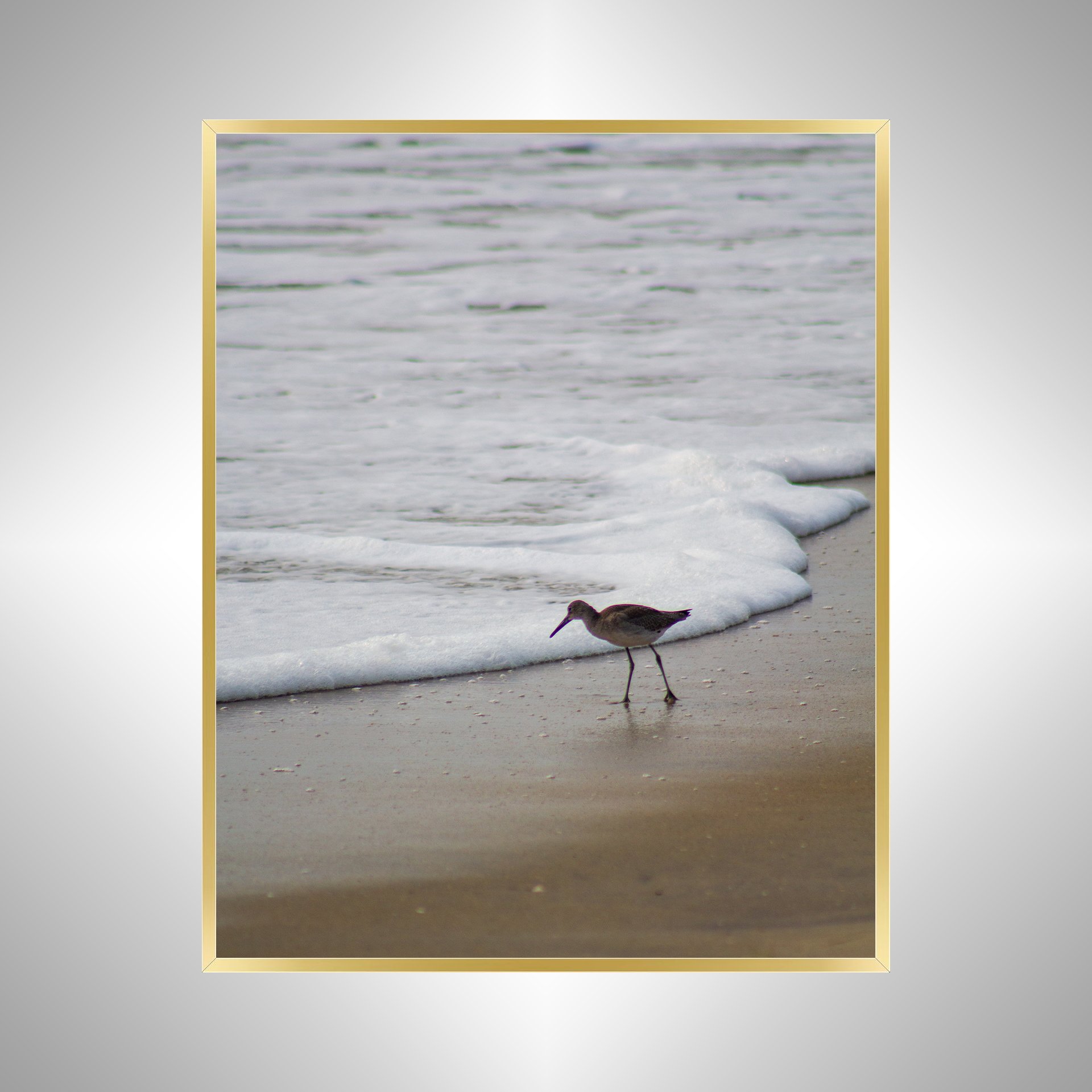 1:10 Willet at Beach Searching-g.jpg