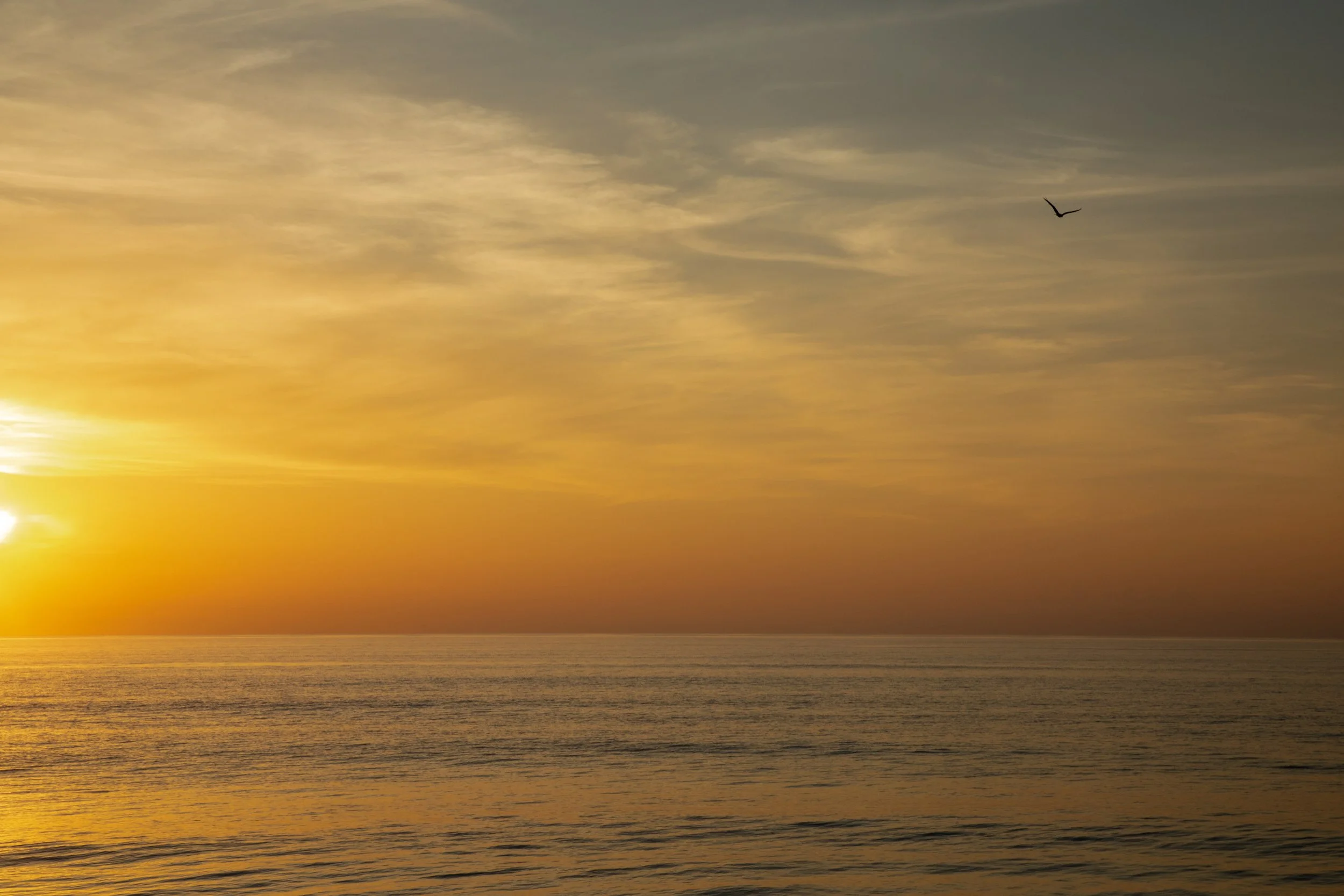 1:1 Orange Sunrise with Seagull in Duck, NC.jpg