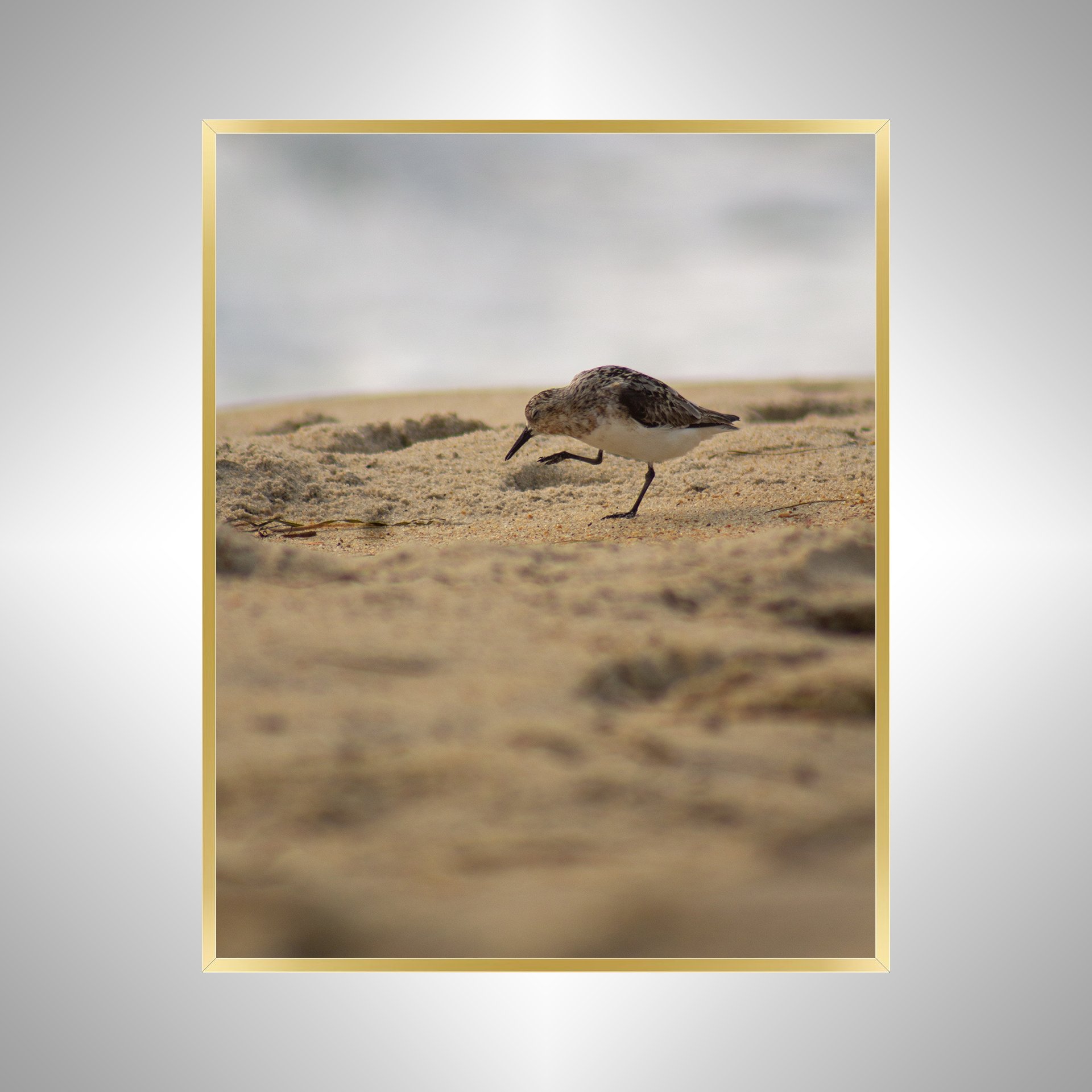 1:1 Rodanthe Sanderling Itching- Gold.jpg