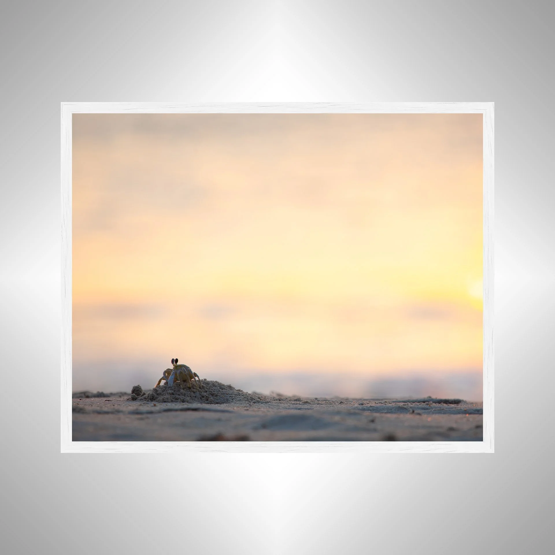 1:1 Ghost Crab at Sunrise in Duck, NC- White Wood.jpg