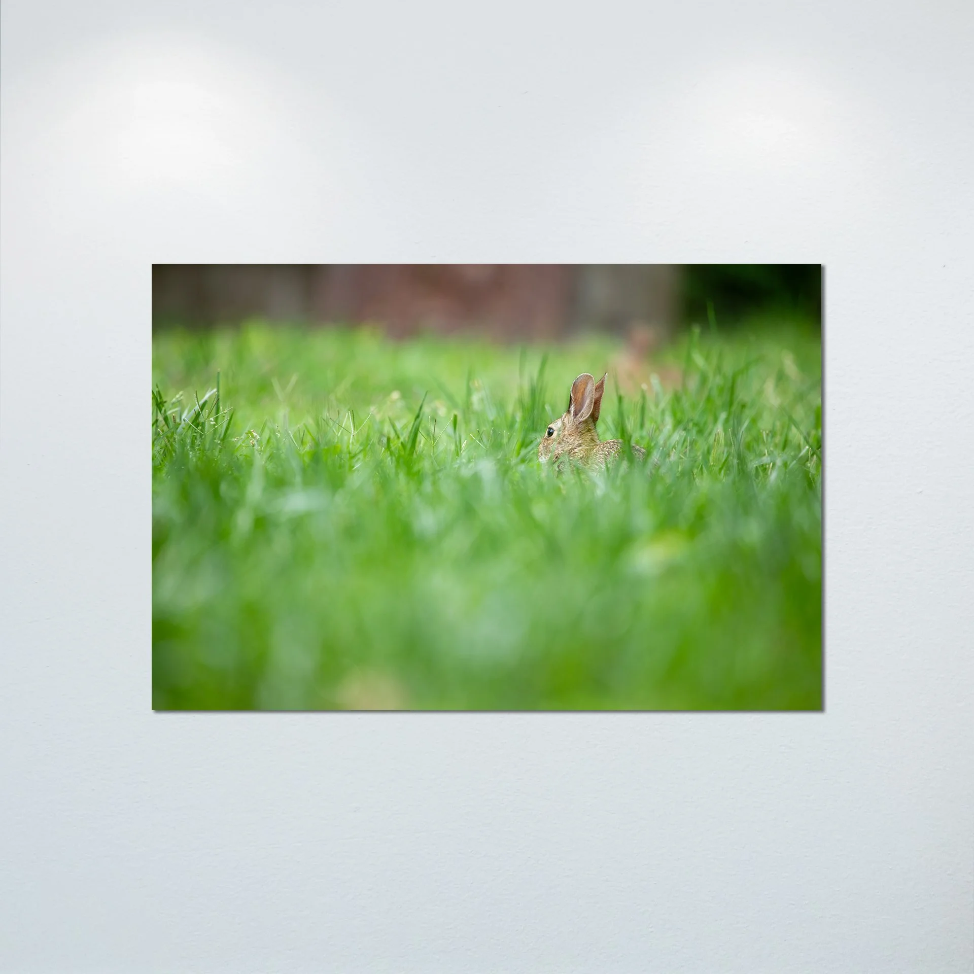 1:1 Rabbit Relaxing- Poster & Canvas.jpg