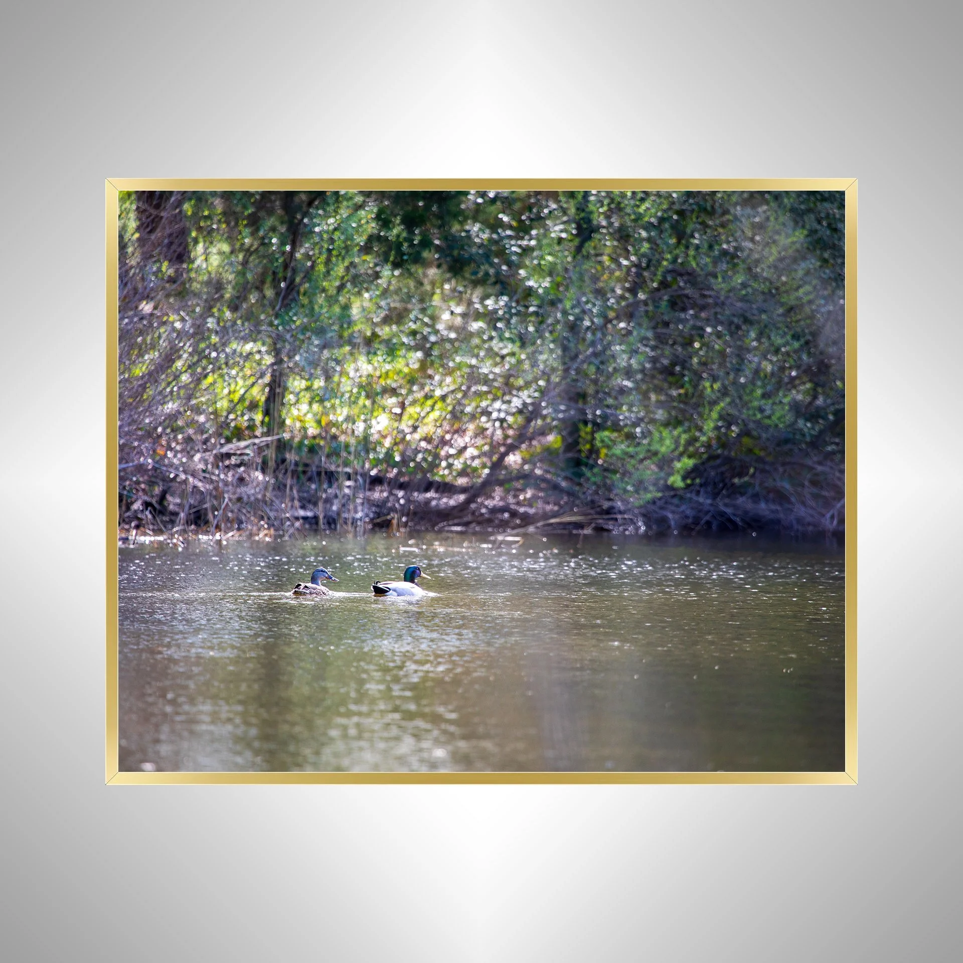 1:10 Duck Couple at First Landing Statepark- Gold.jpg
