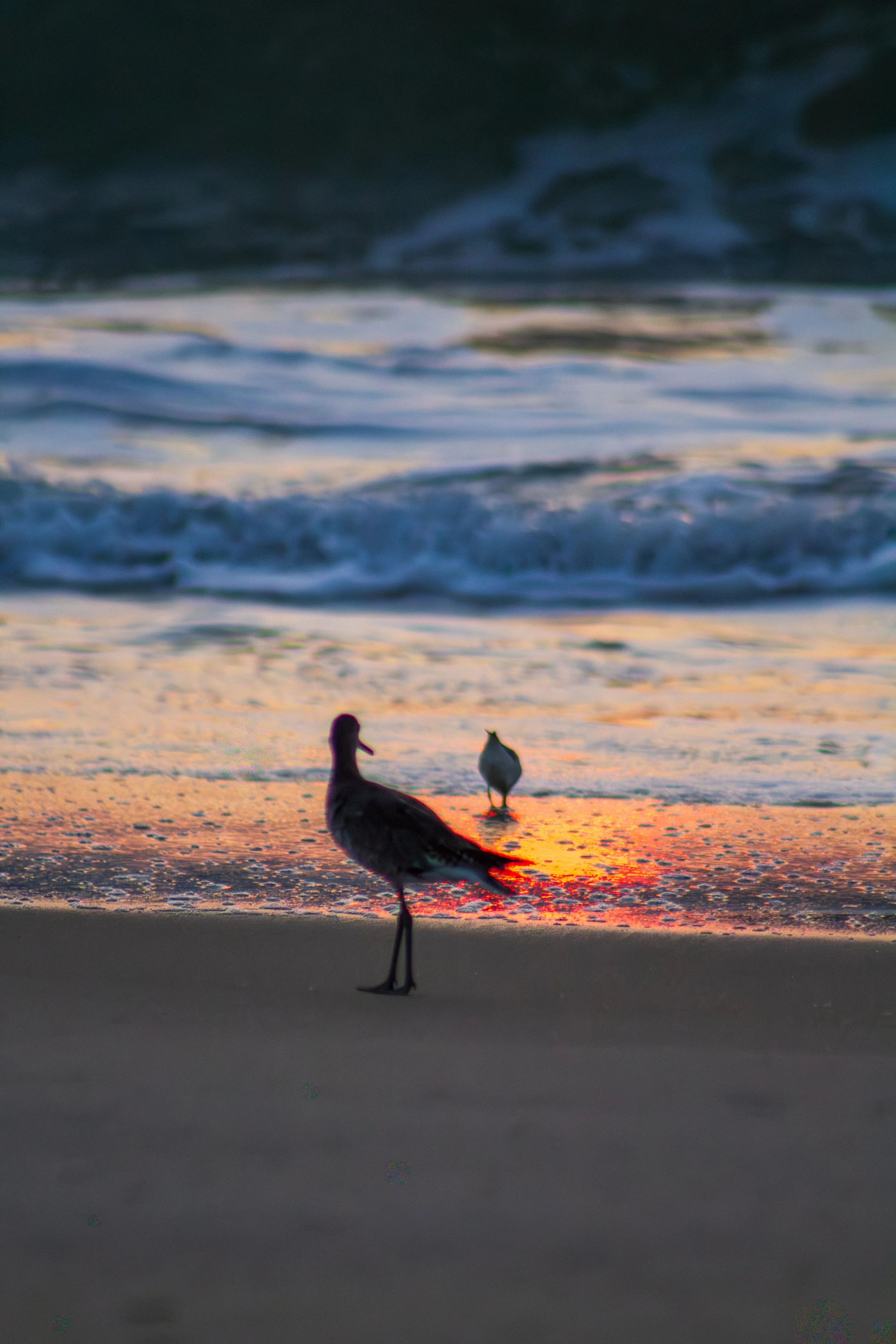 1:1 Willets at Sunrise.jpg