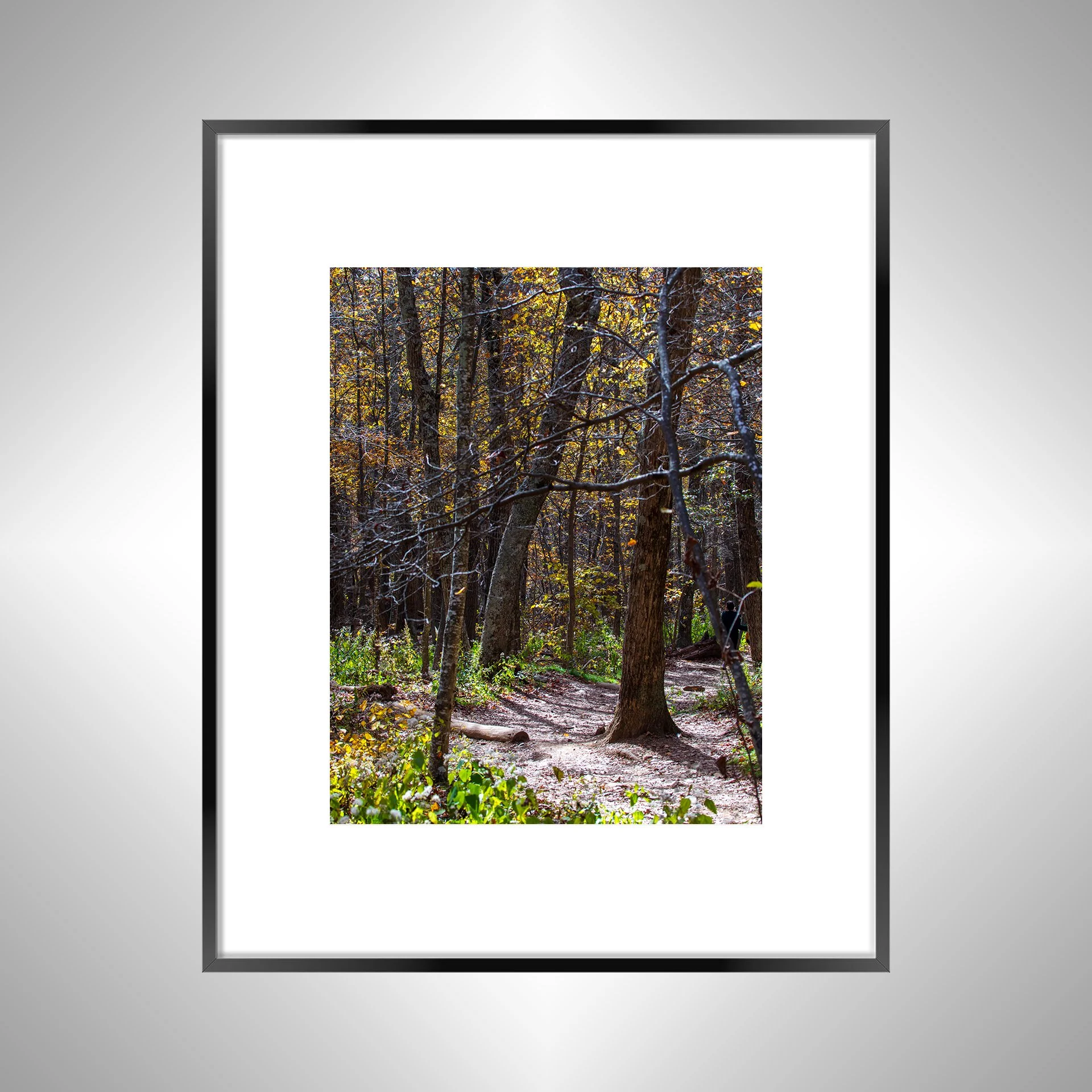 1:1 Shenandoah National Park Tree Trail- Black w: Border.jpg
