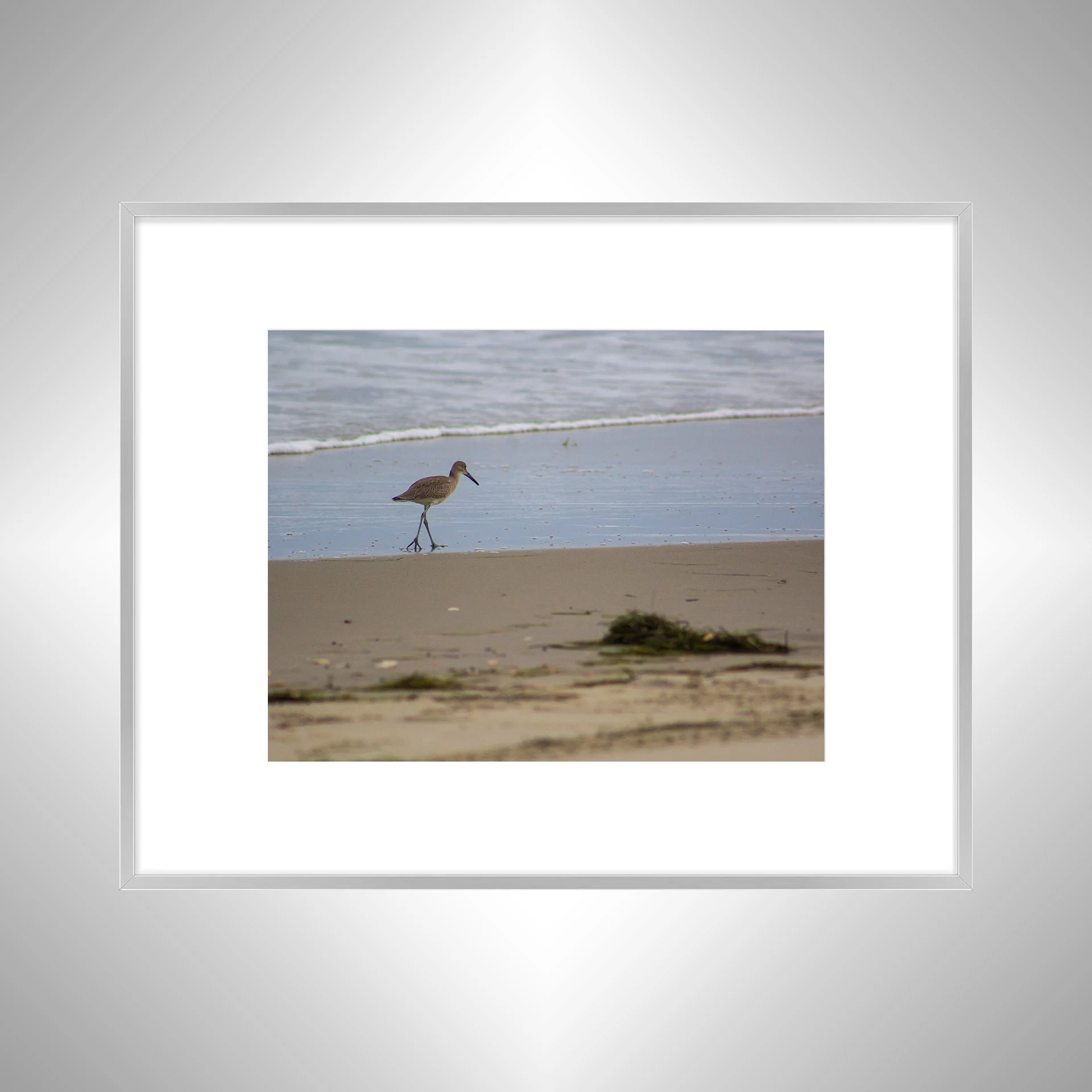 1:1 Willet Walking on Beach- Silver w. Border.jpg