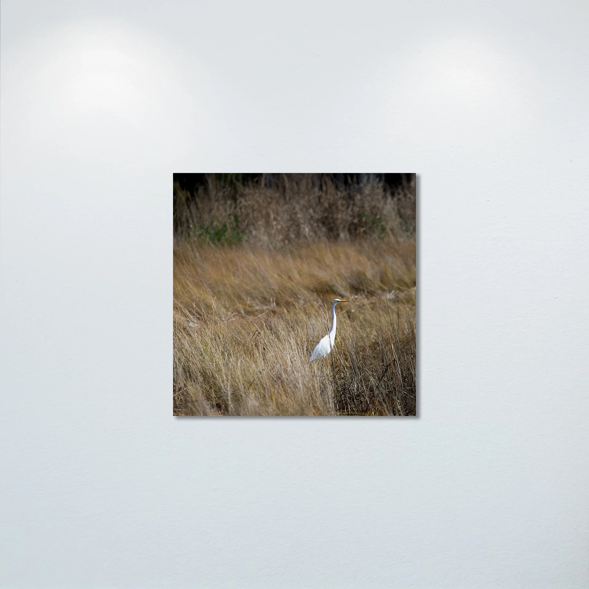 1:1 Sitting Egret (Square)- Poster & Canvas.jpg