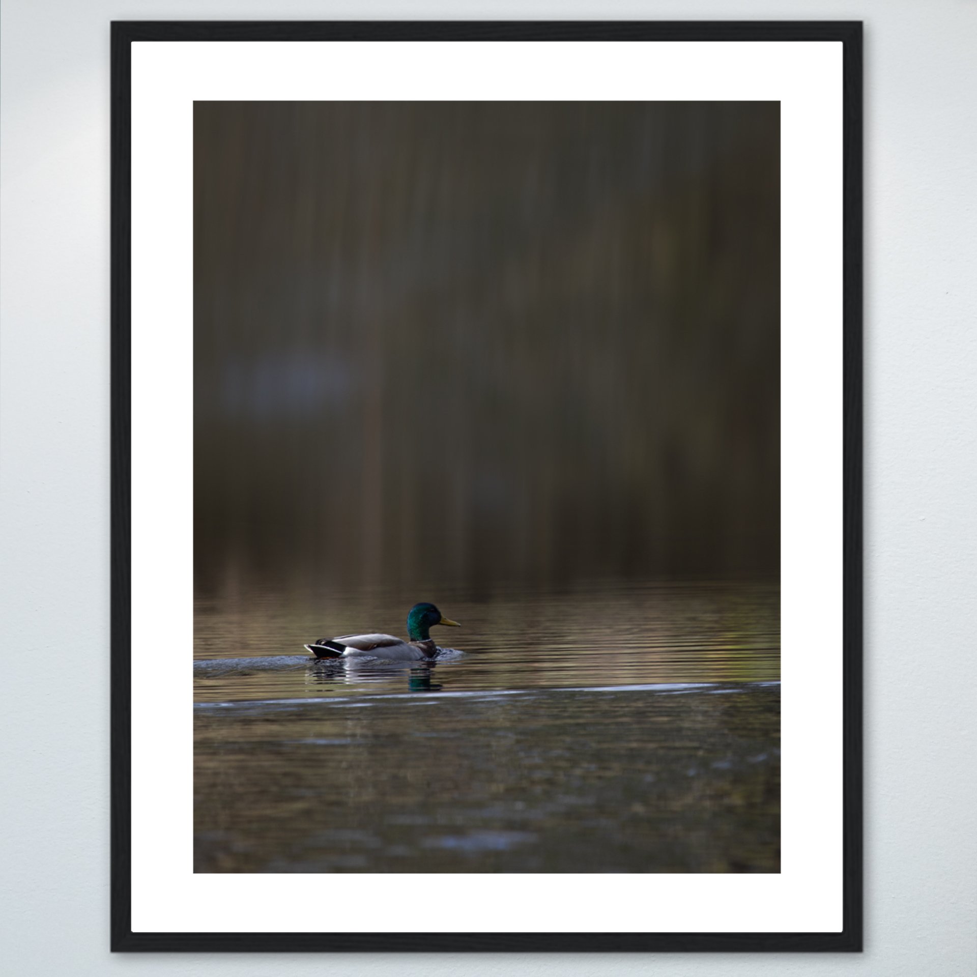 1:1 Duck at Seashore State Park Edit- Wood w: Border.jpg