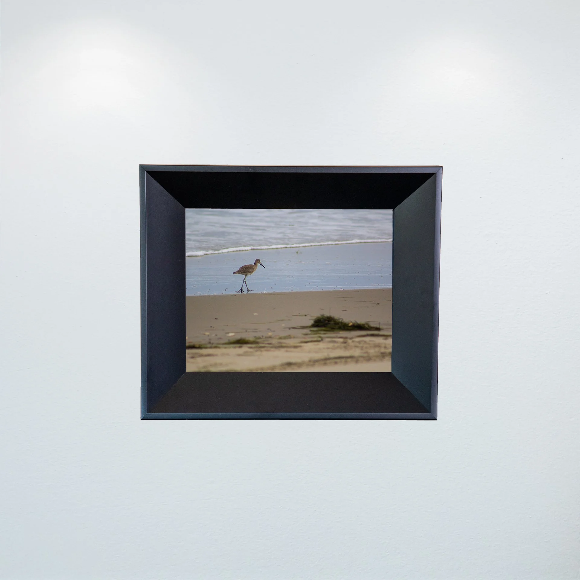 1:1 Willet Walking on Beach- Mini.jpg