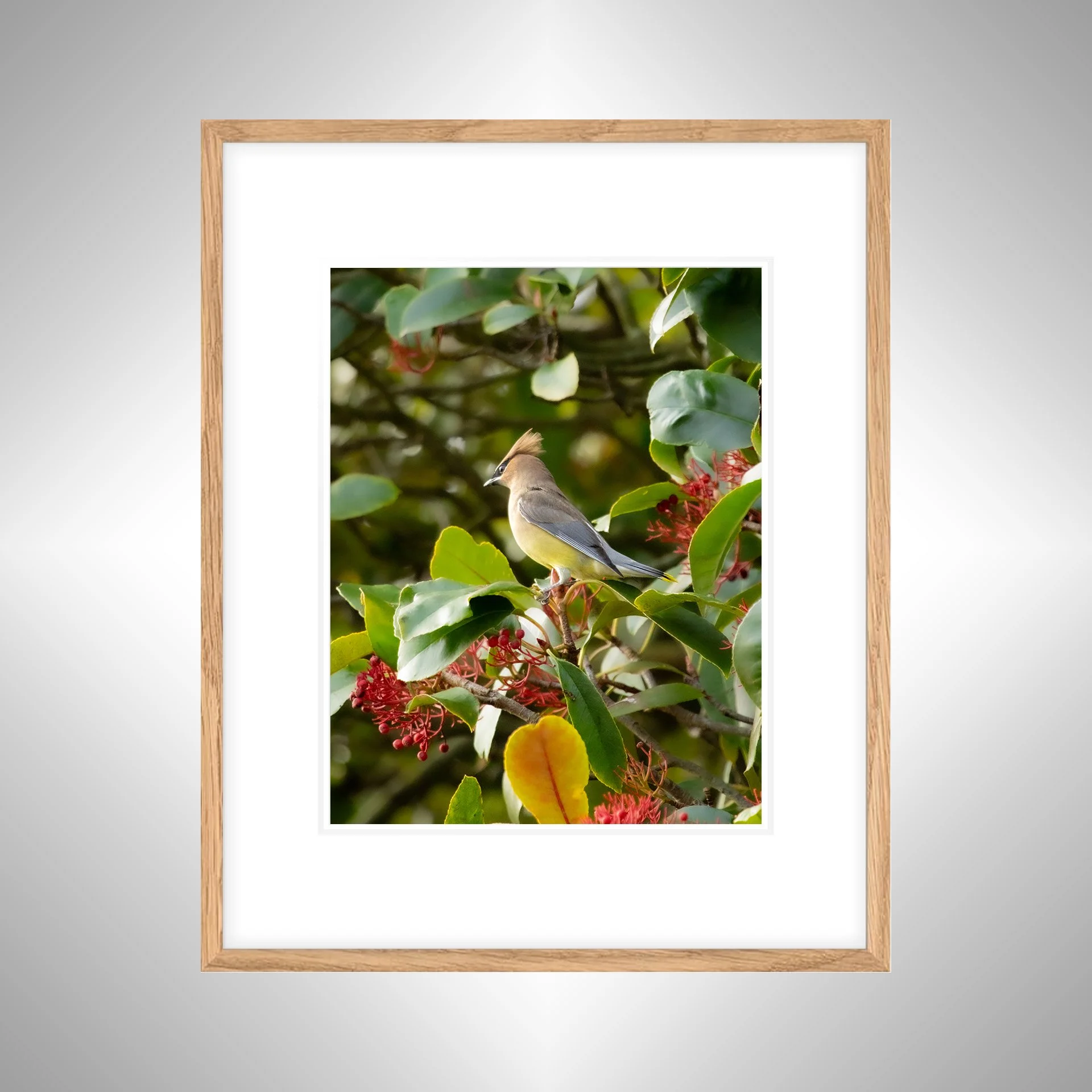 1:10 Cedar Waxwing Perched- White w: Border copy NATTY.jpg