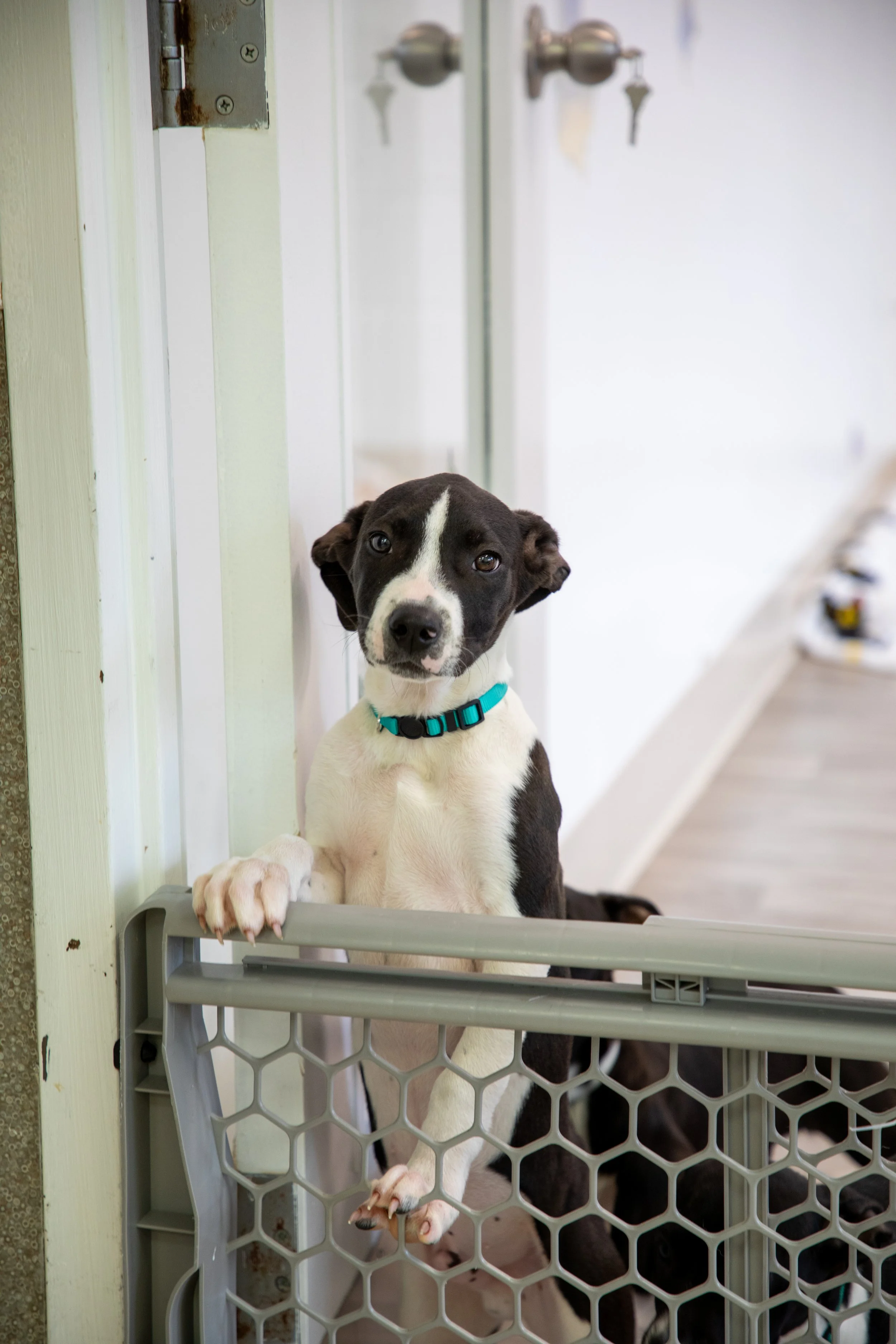 Will Locke Pet Photography- HopeForLife Unwatermarked16.jpg