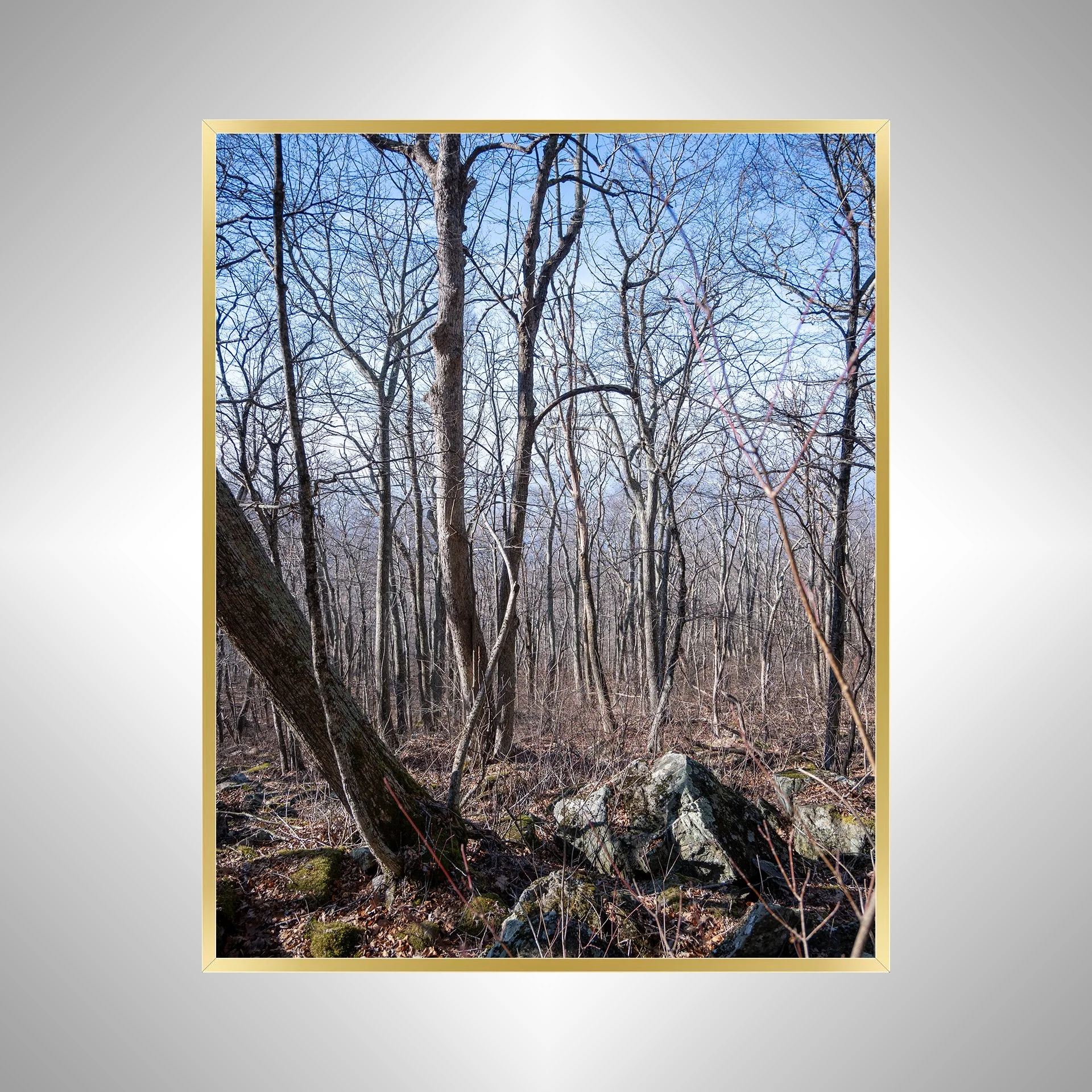 1:1 Shenandoah National Park Forest during Winter- Gold.jpg
