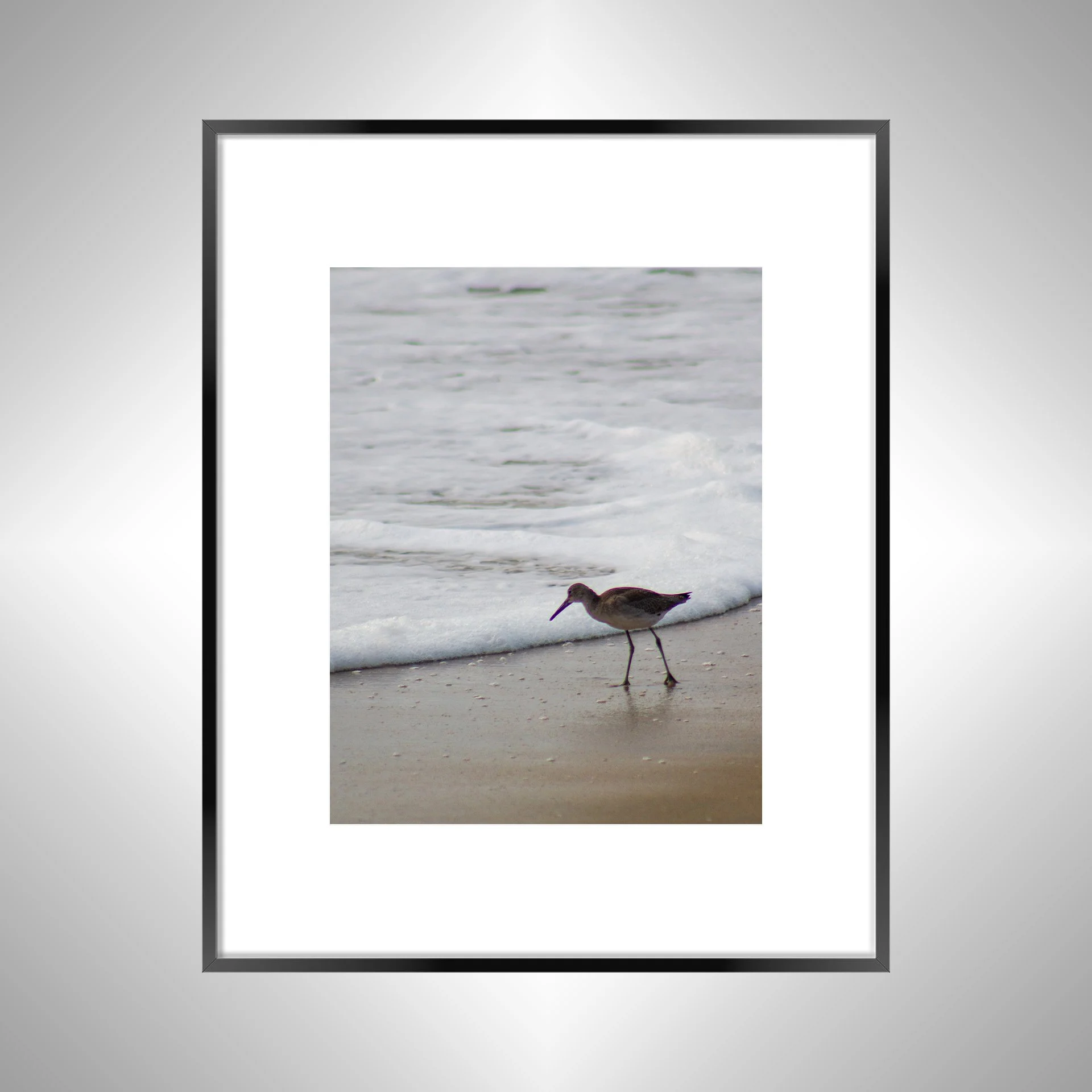 1:10 Willet at Beach Searching-bwb.jpg