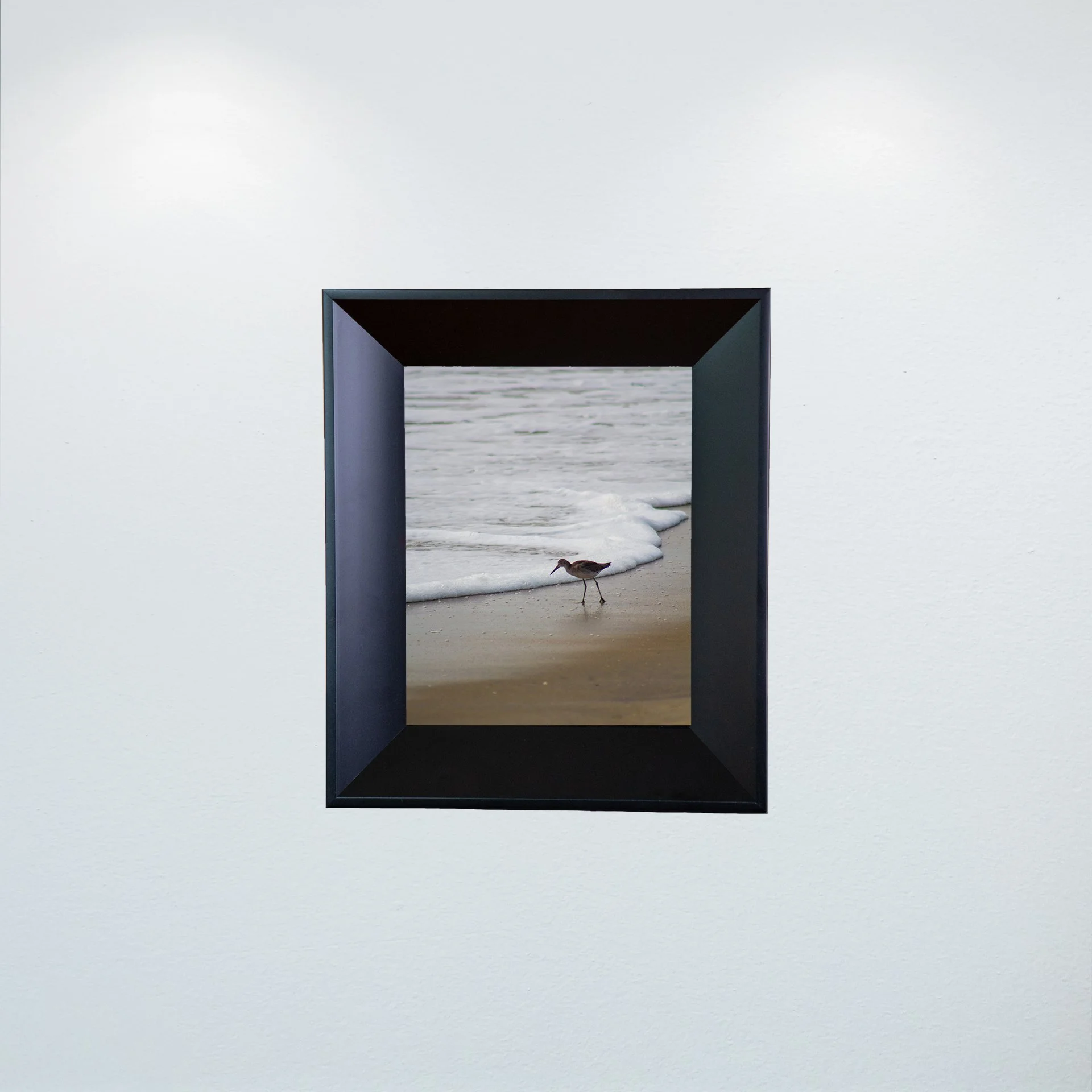 1:10 Willet at Beach Searching- Mini.jpg