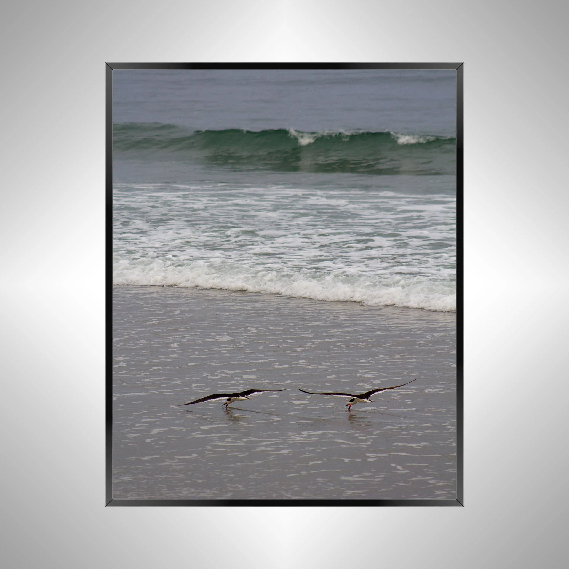 1/1 Oyster Catcher Couple Hunting in Carova