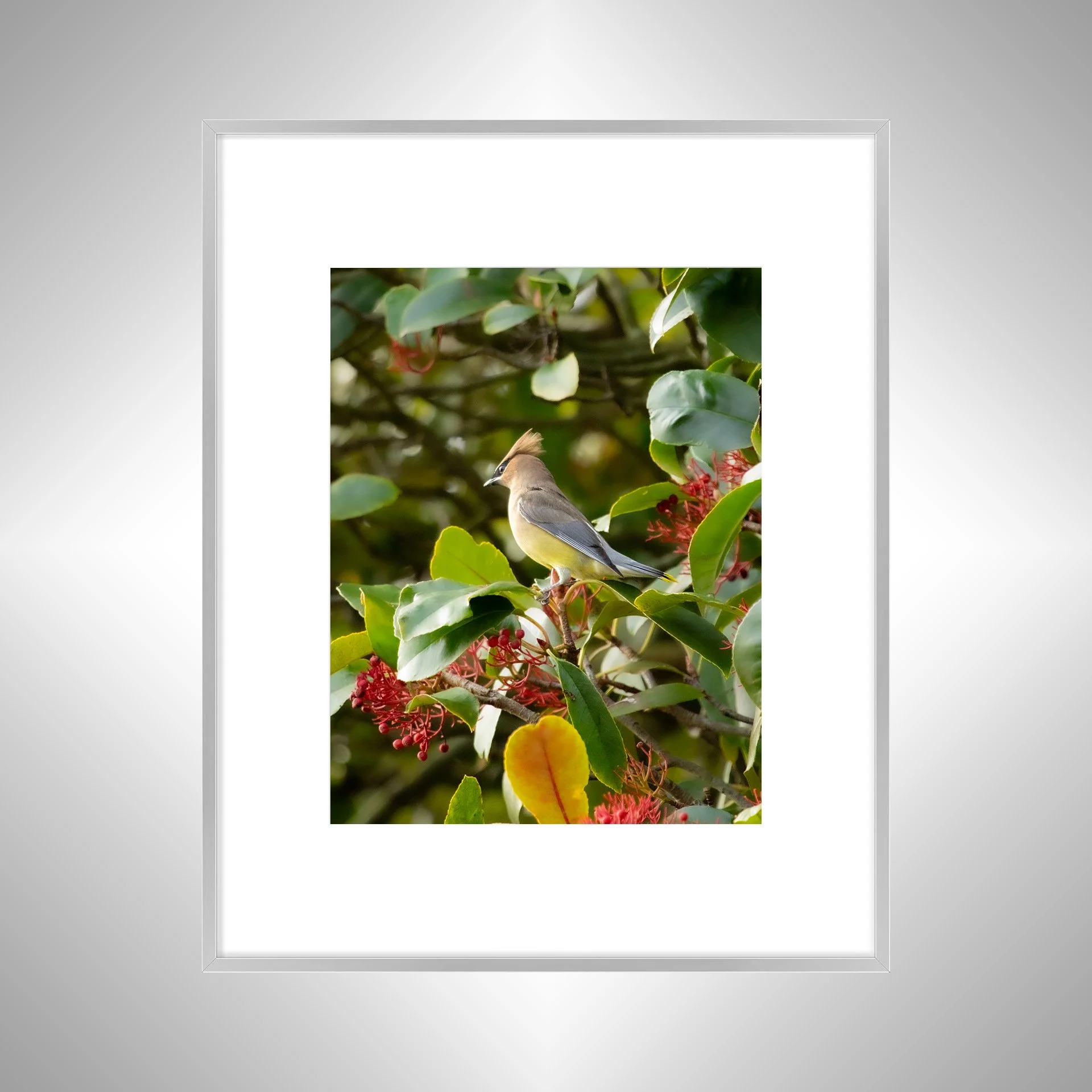 1:10 Cedar Waxwing Perched- Silver w: Border.jpg