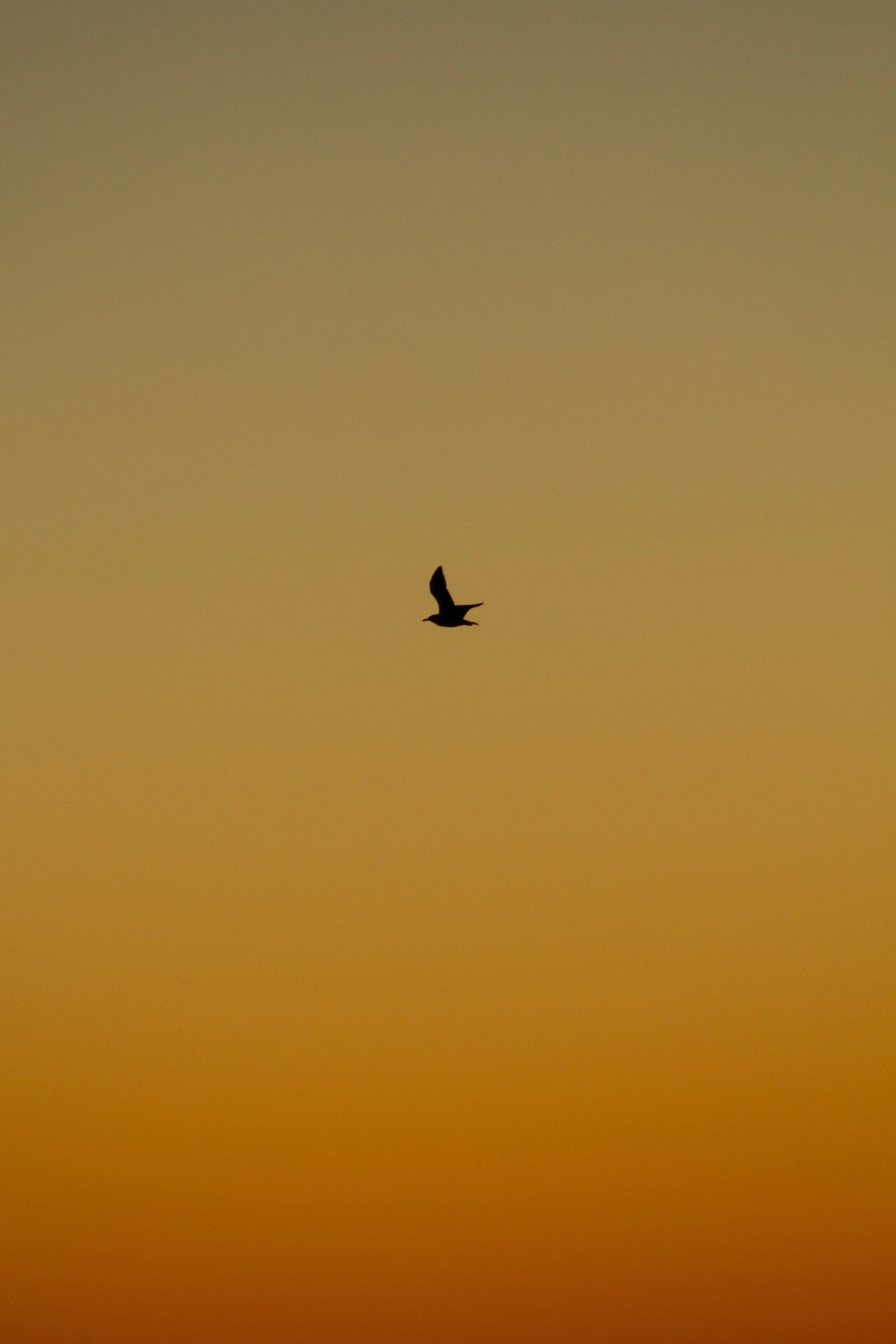 1:1 Seagull Silhouette Soaring North with Orange Gradient.jpg