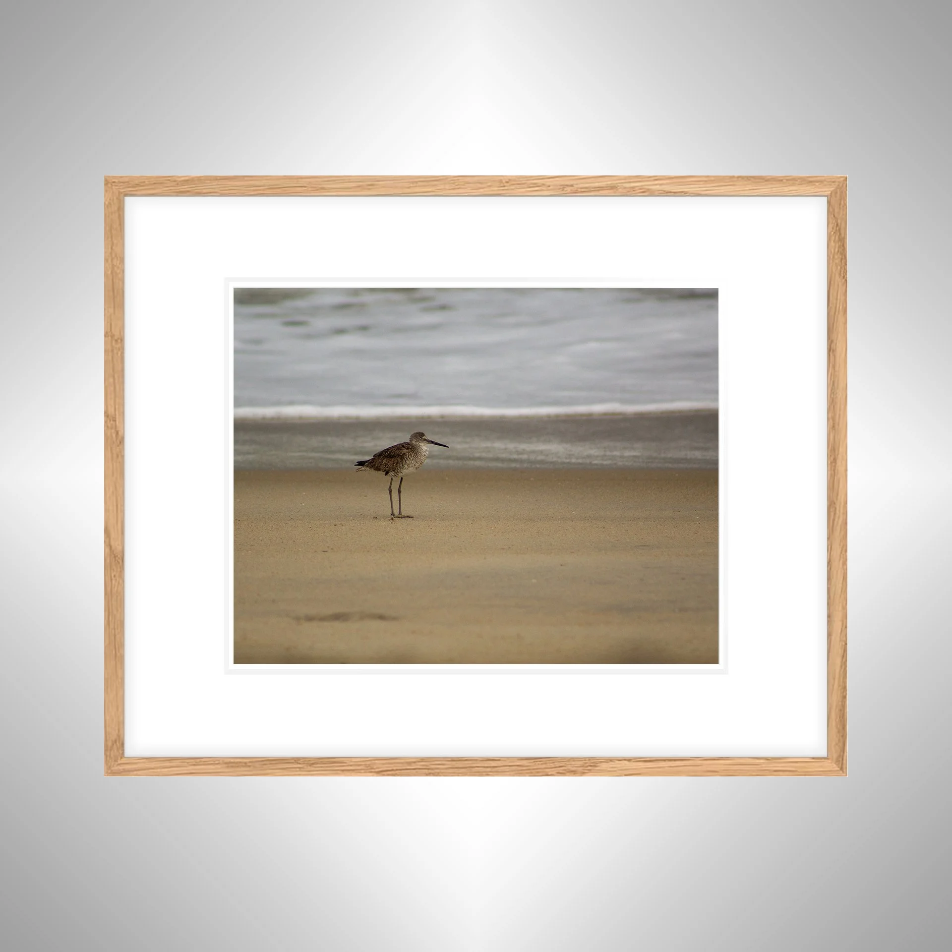 1:10 Willet on Beach-wwb copy NATTY.jpg