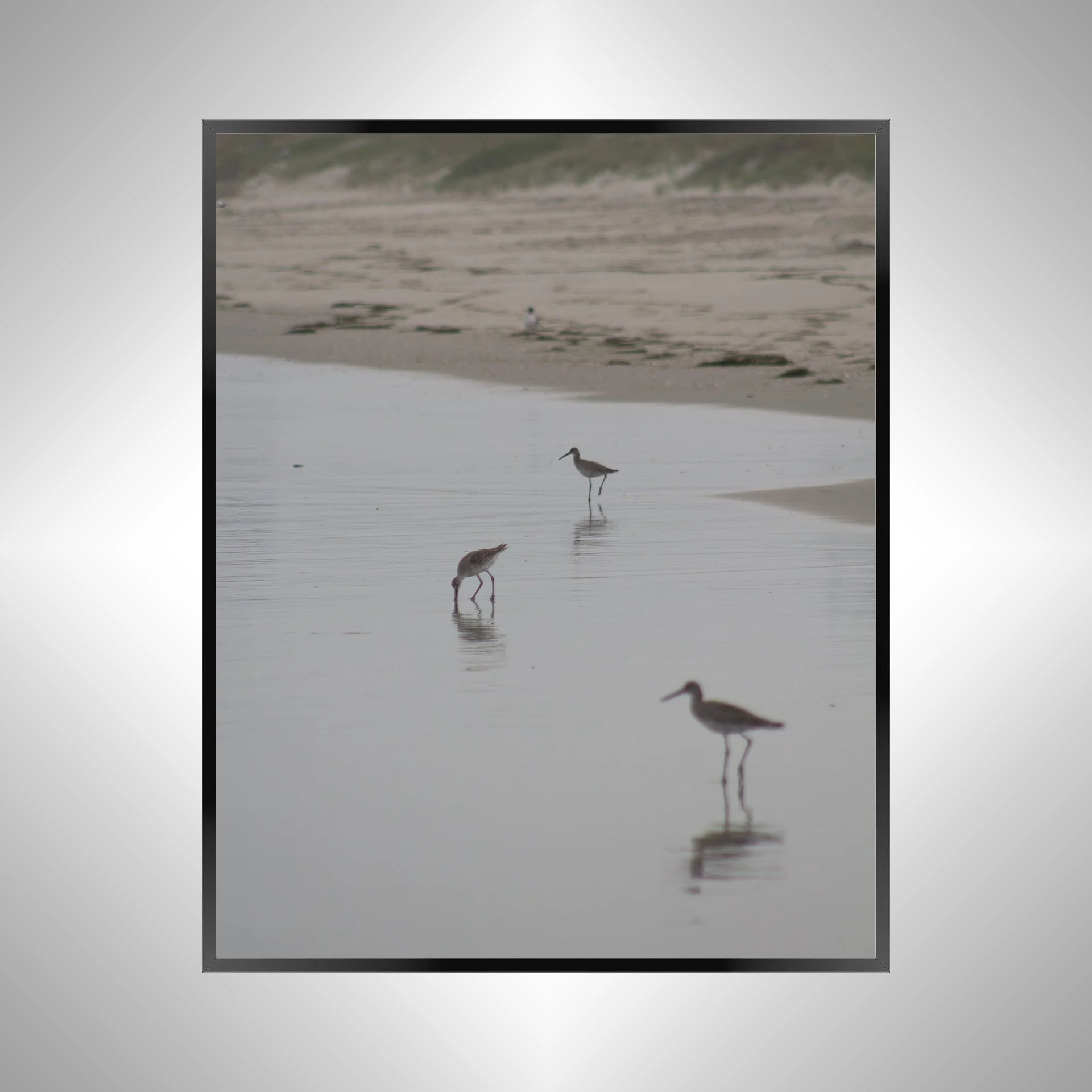 1/1 Three Willets Reflection