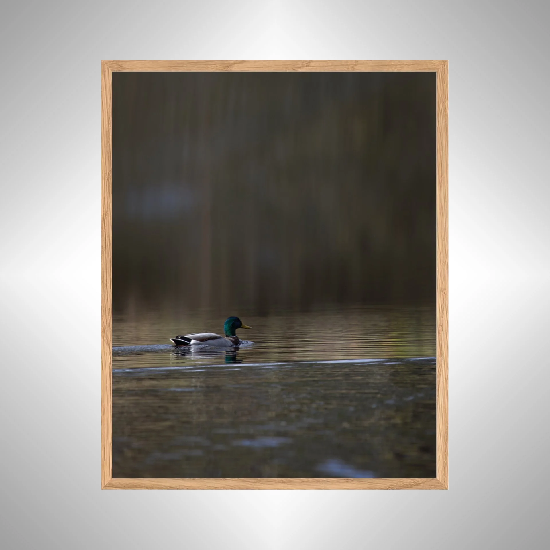 1:1 Duck at Seashore State Park Edit- White Wood copy NATTY.jpg