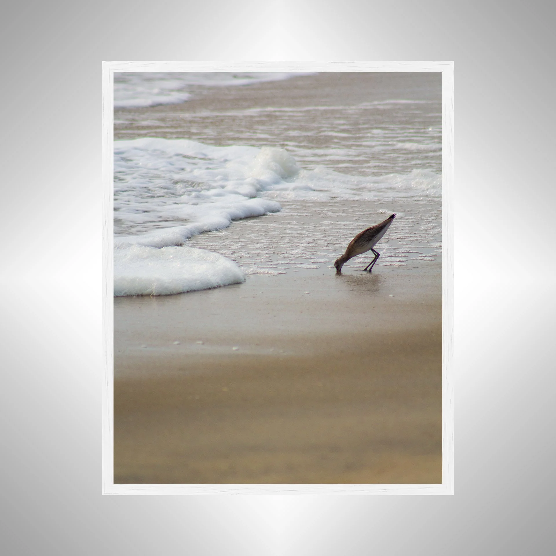 1:1 Willet at Beach Eating- White.jpg