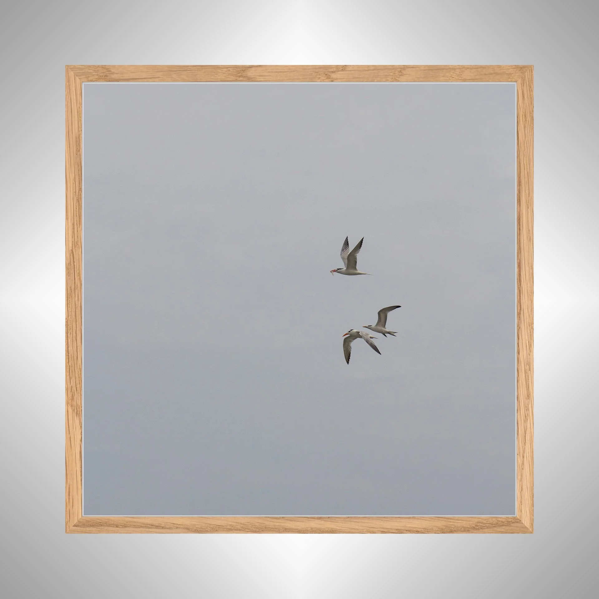 1:1 Common Tern Family Breakfast (Square)- White Wood copy NATTY.jpg