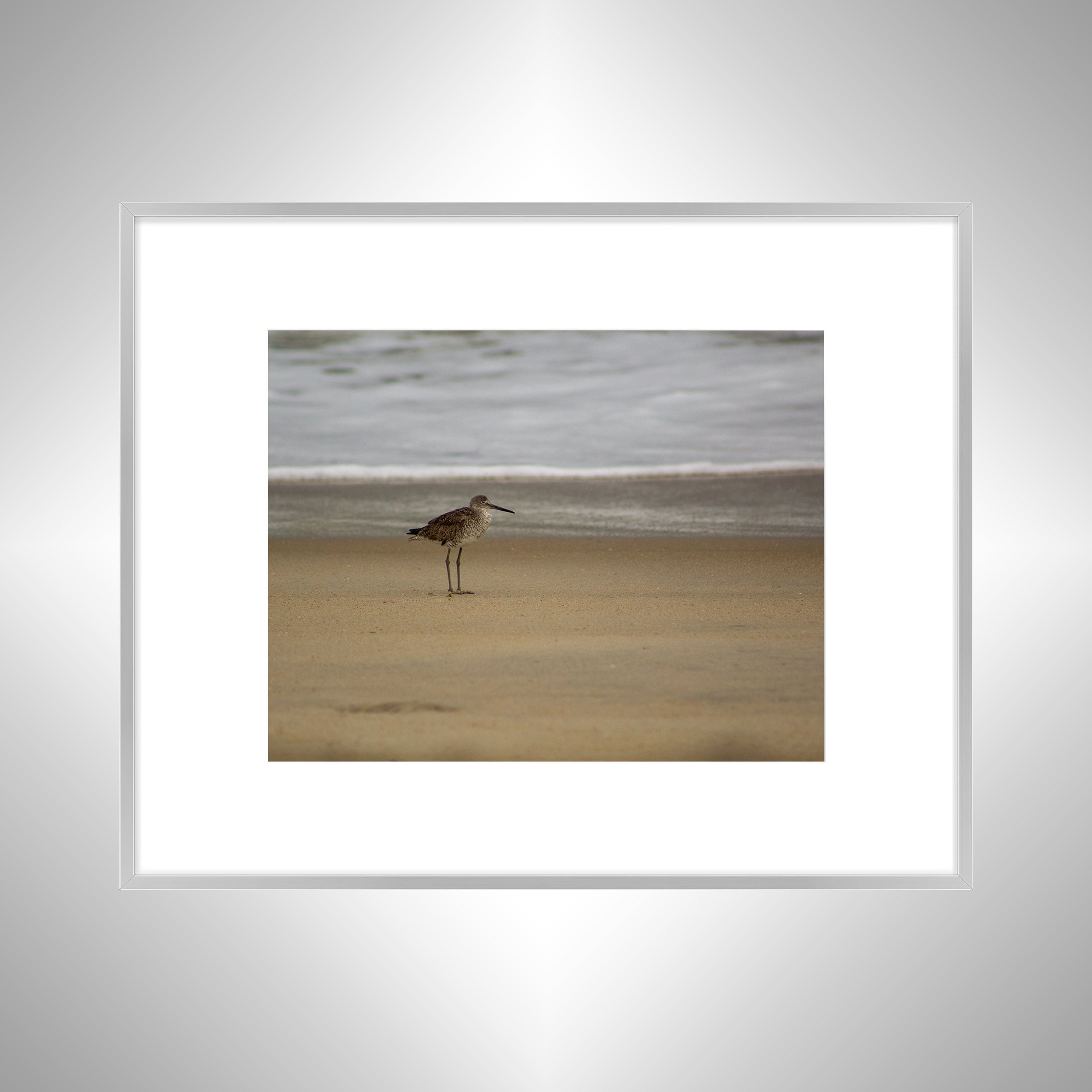1:10 Willet on Beach-swb.jpg