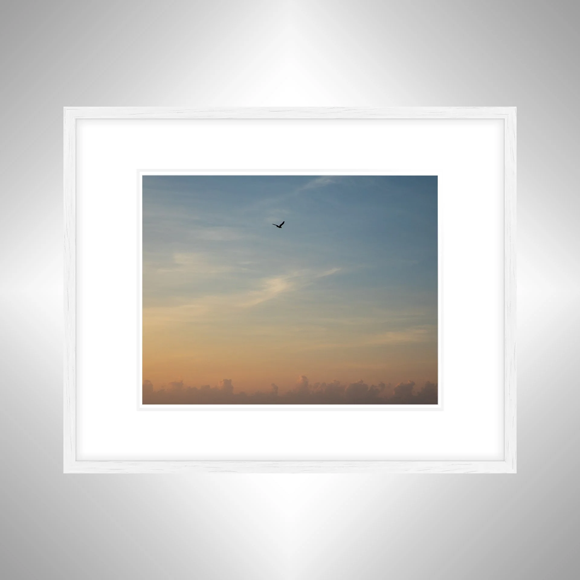 1:1 Seagull infront of Sunrise Clouds- White w: Border.jpg