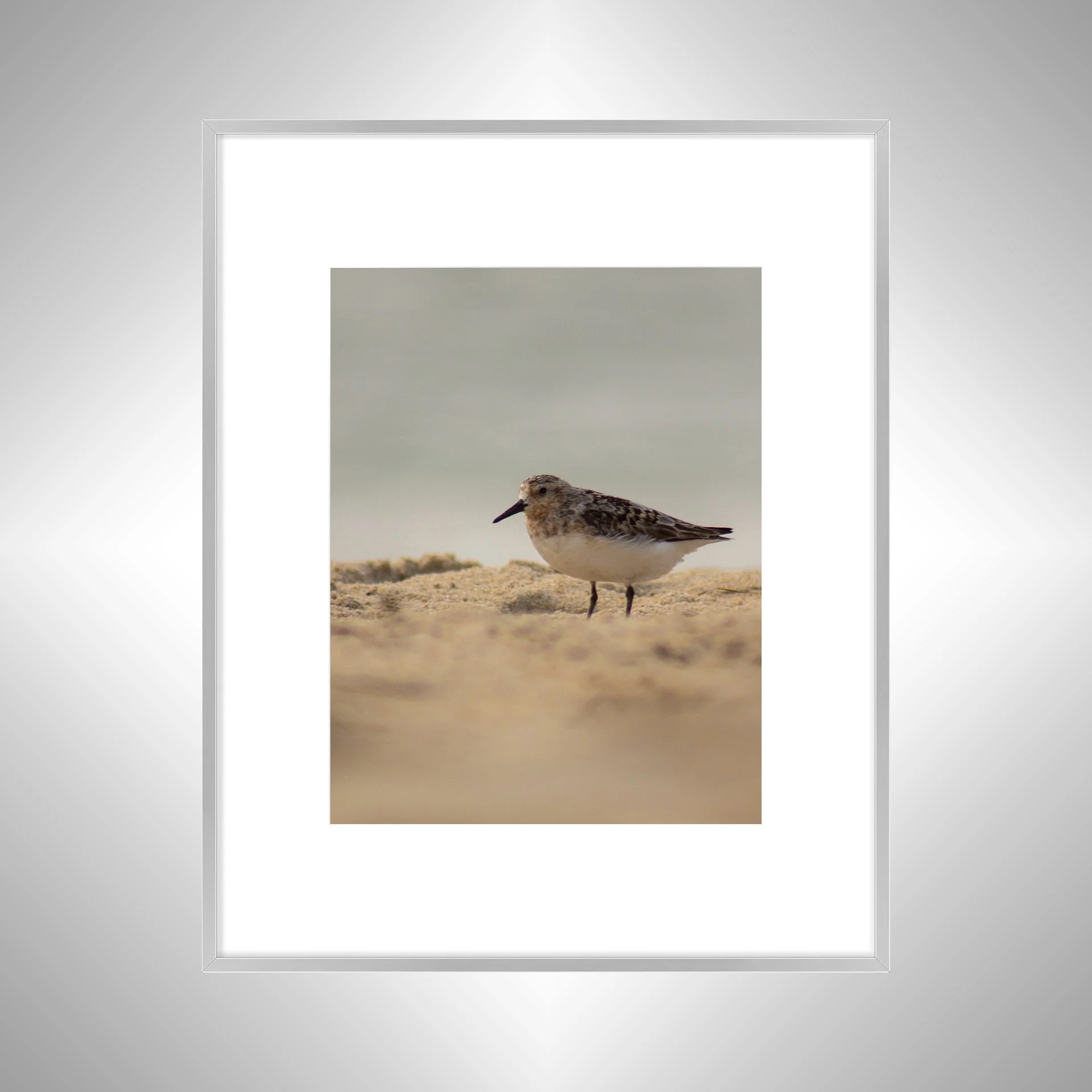 1:1 Spotted Sanderling in Hatteras- Silver w: Border.jpg