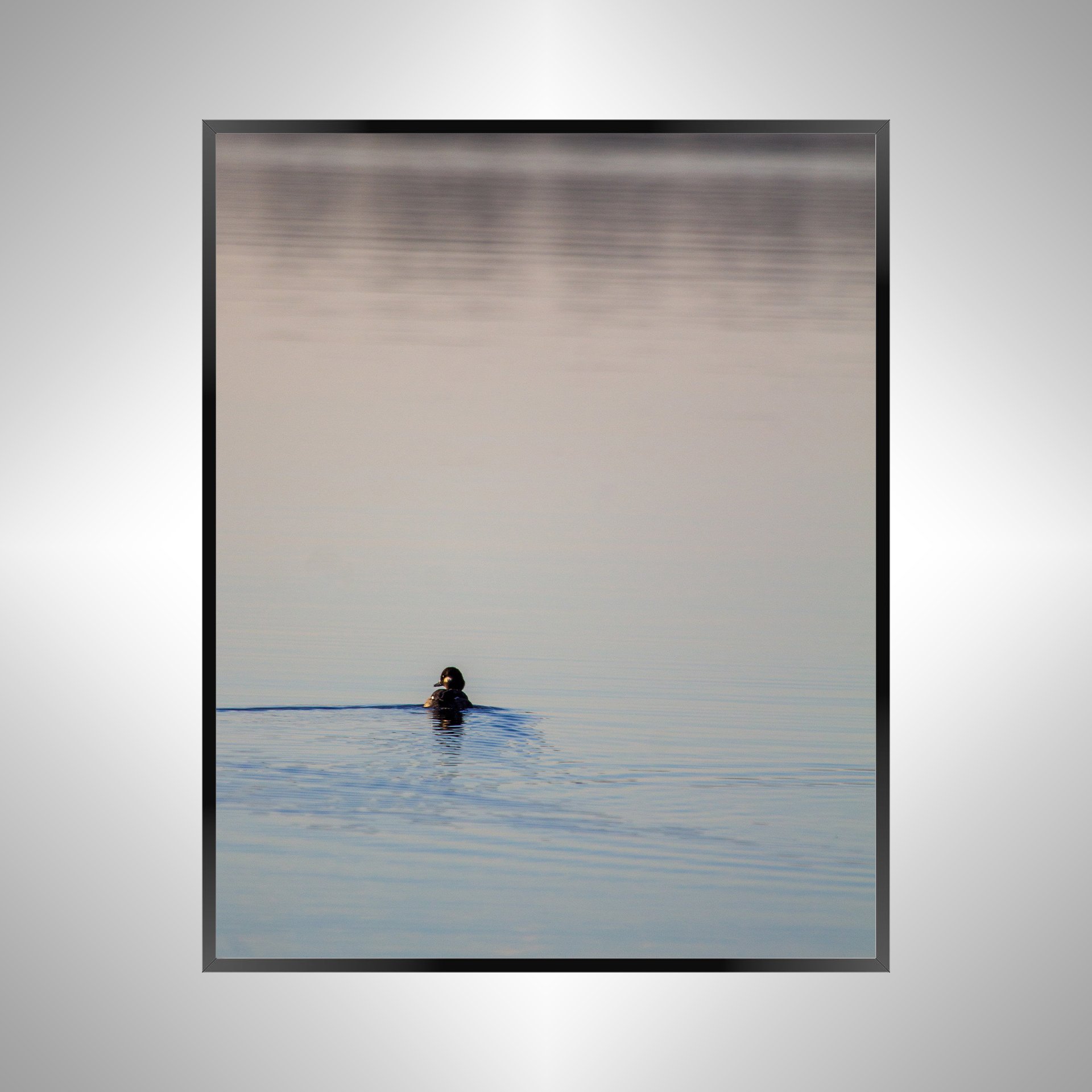 1/10 Bufflehead on Lafayette