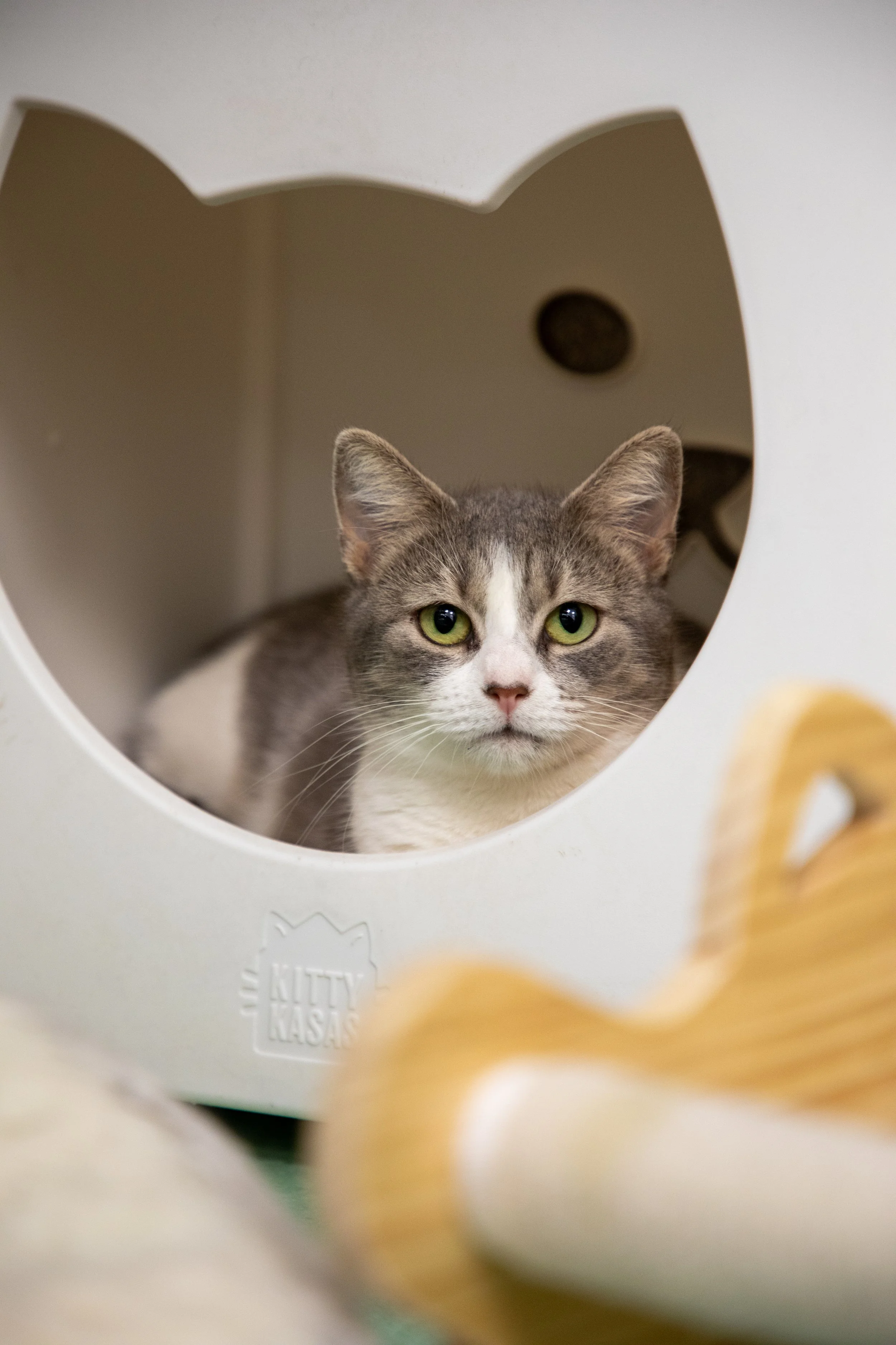 Will Locke Pet Photography- Hope For Life 12:28:2025 58.jpg