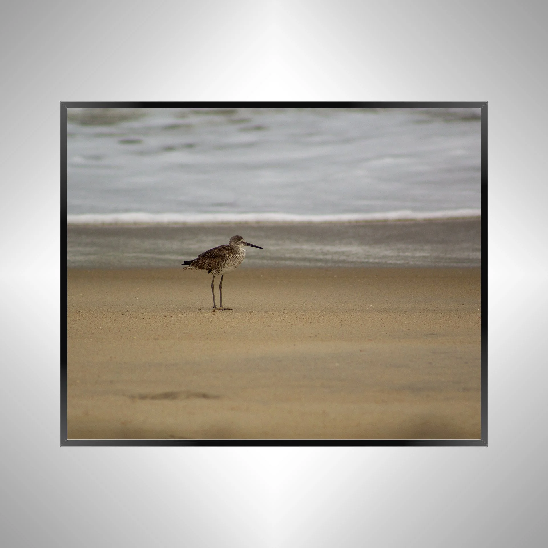 1/10 Willet on Beach