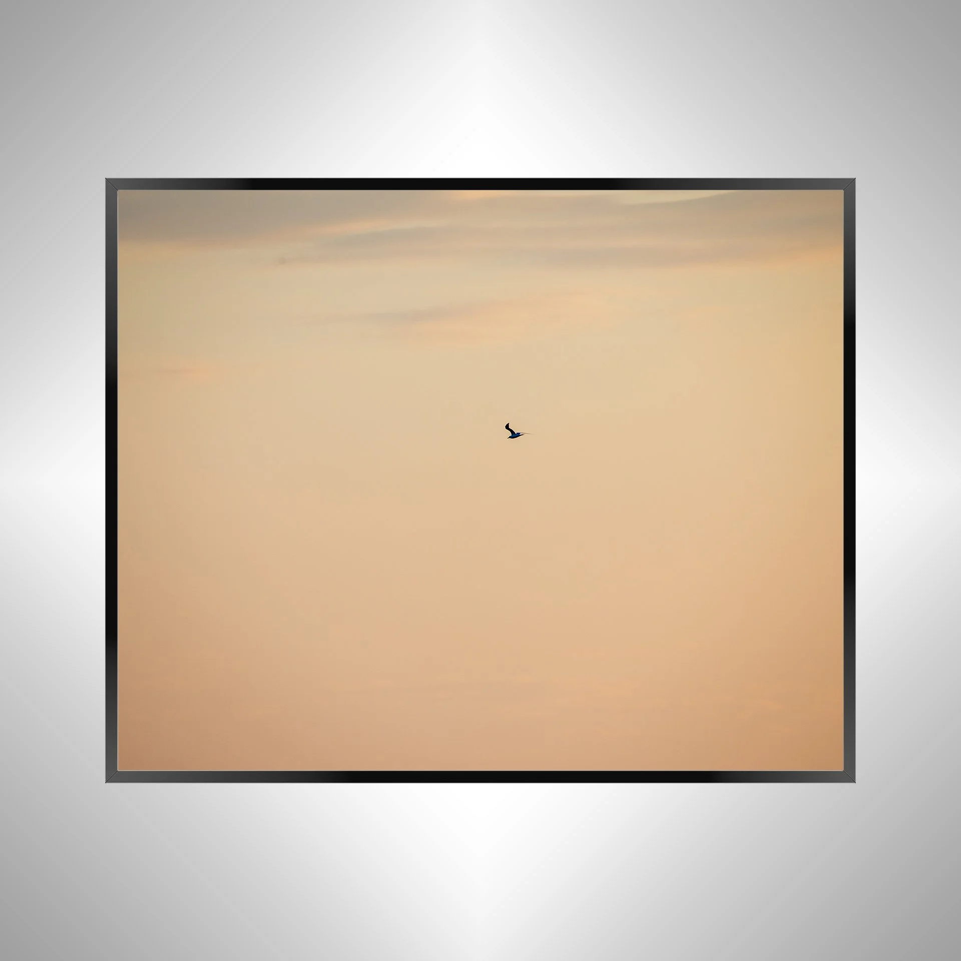 1/1 Orange Seagull