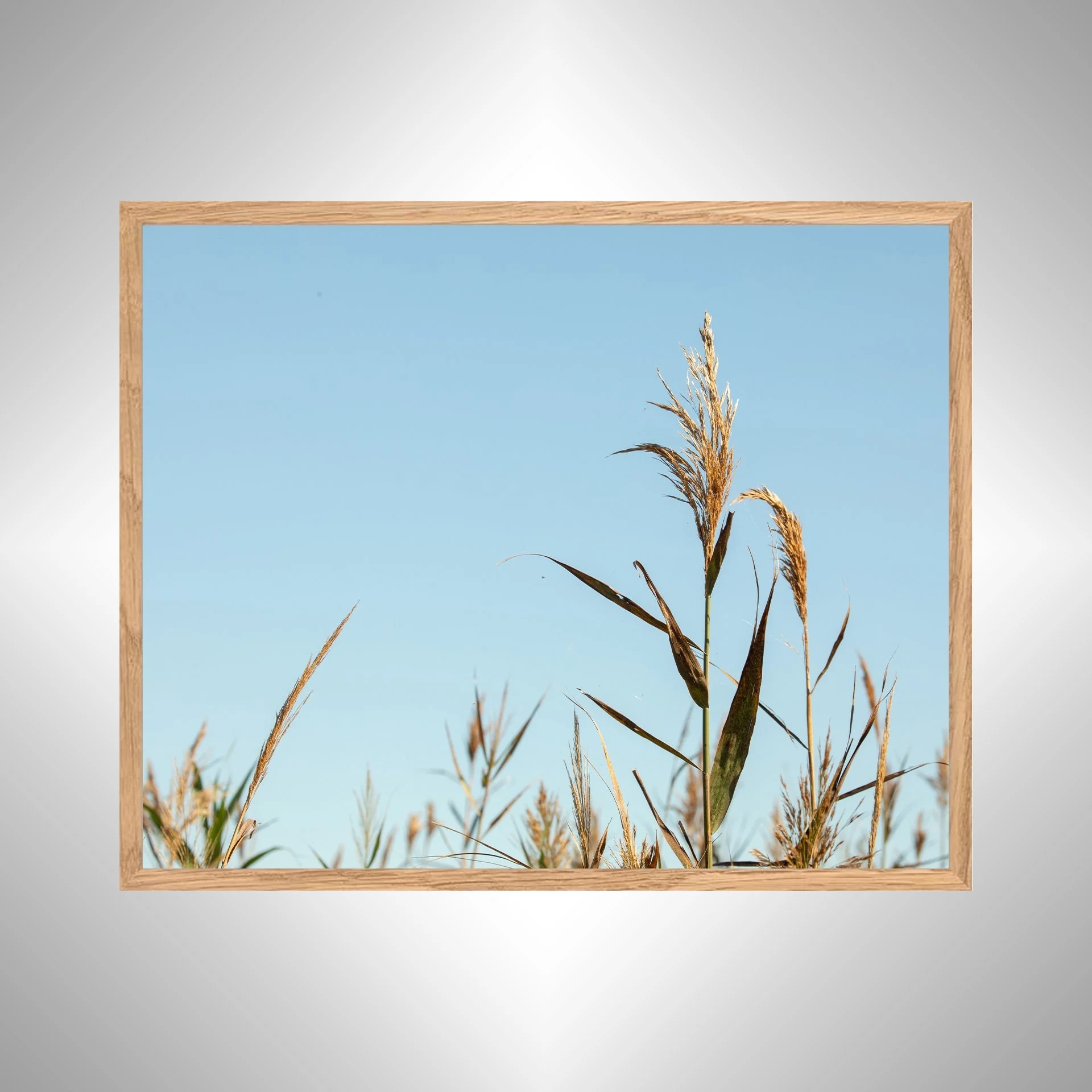1:1 Back Bay Reeds- White Wood copy NATTY.jpg