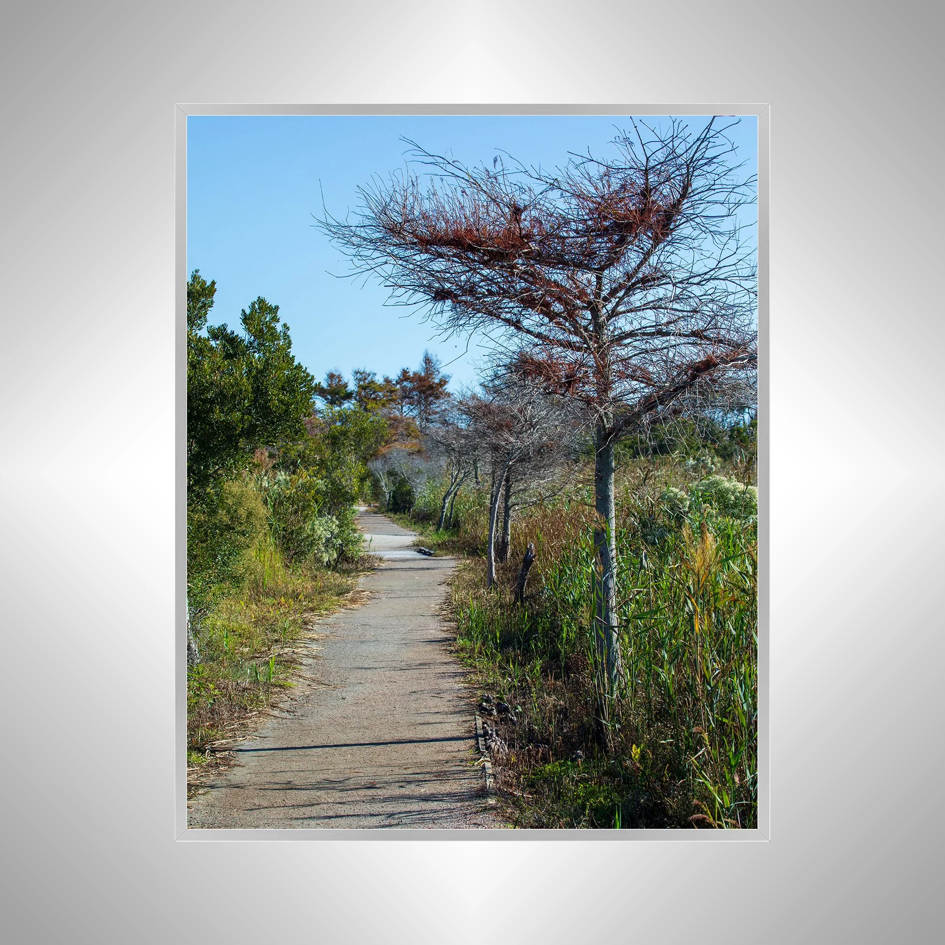 1:1 Back Bay National Wildlife Refuge Trail- Silver Metal.jpg