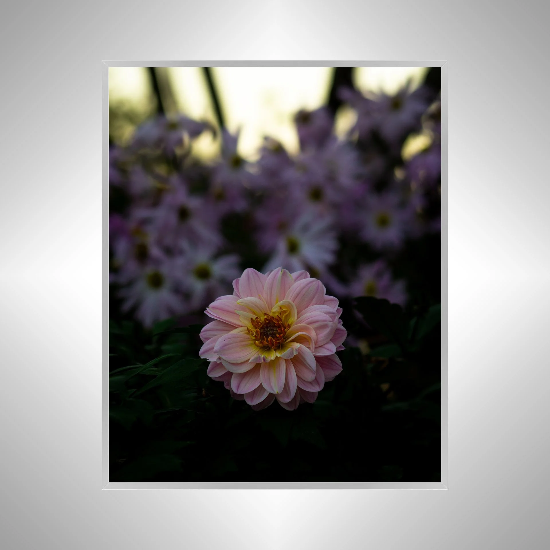 1:10 Pink Dahlia at Botanical Gardens- Silevr.jpg