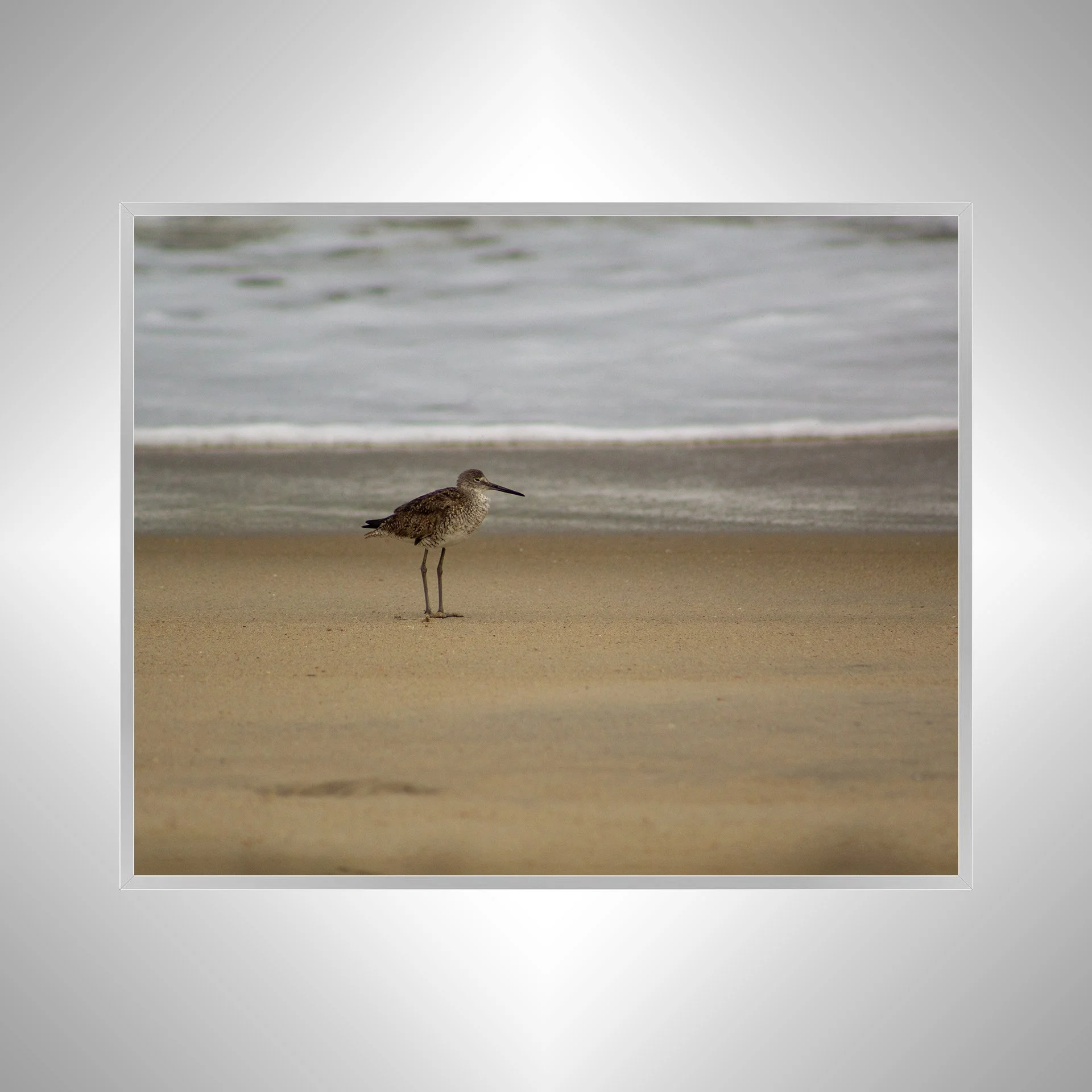 1:10 Willet on Beach-s.jpg
