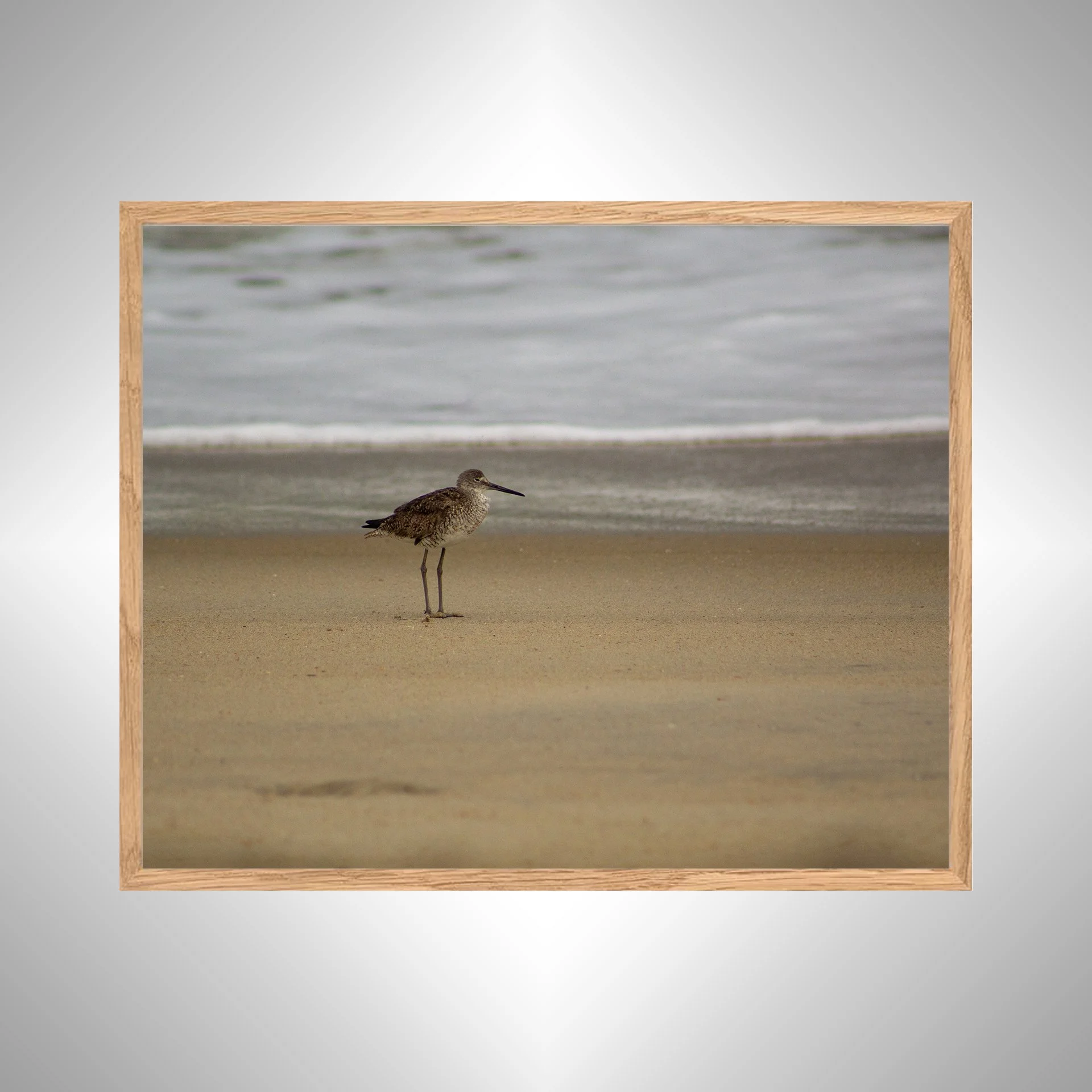 1:10 Willet on Beach-w copy NATTY.jpg