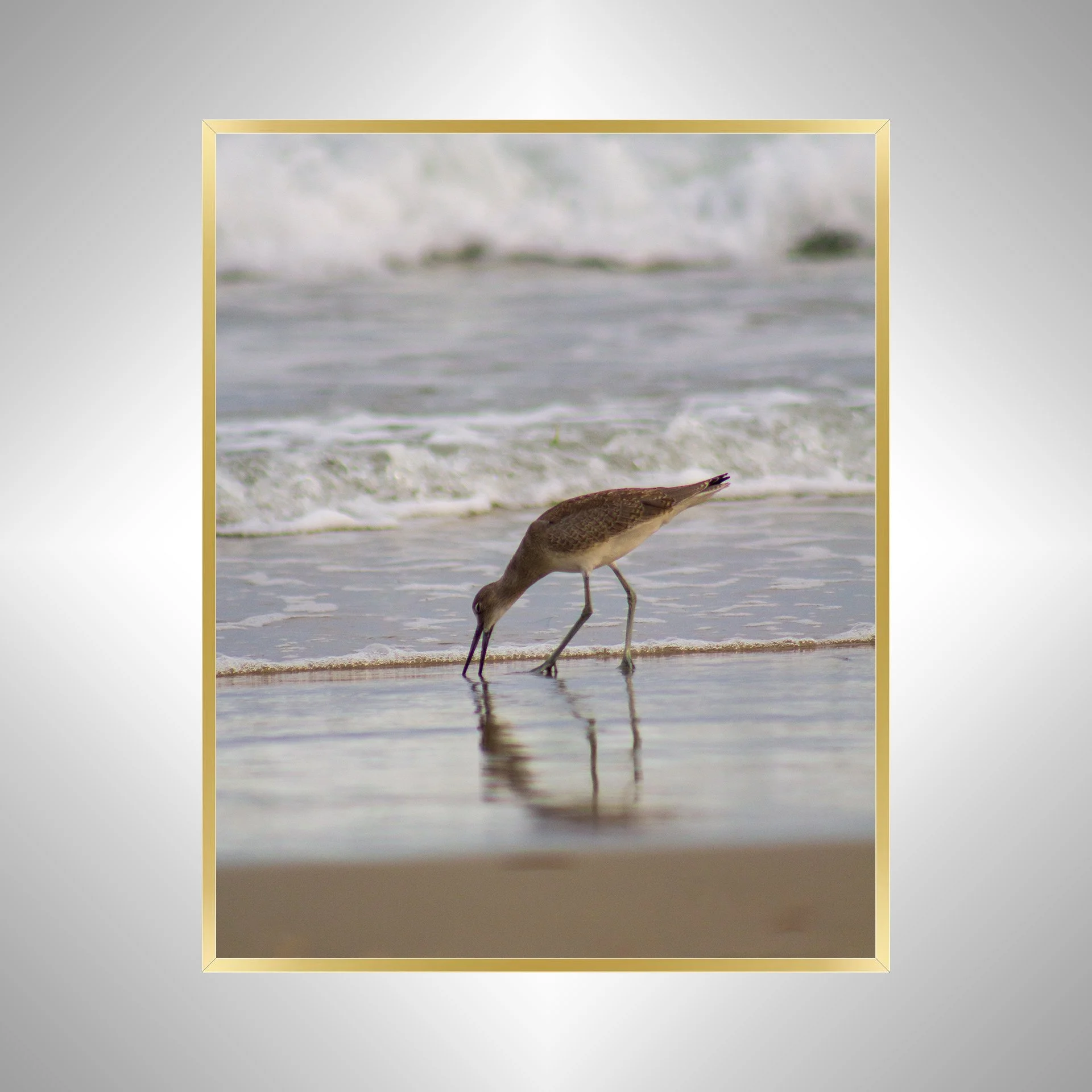 1:1 Willet Eating Reflection- Gold.jpg