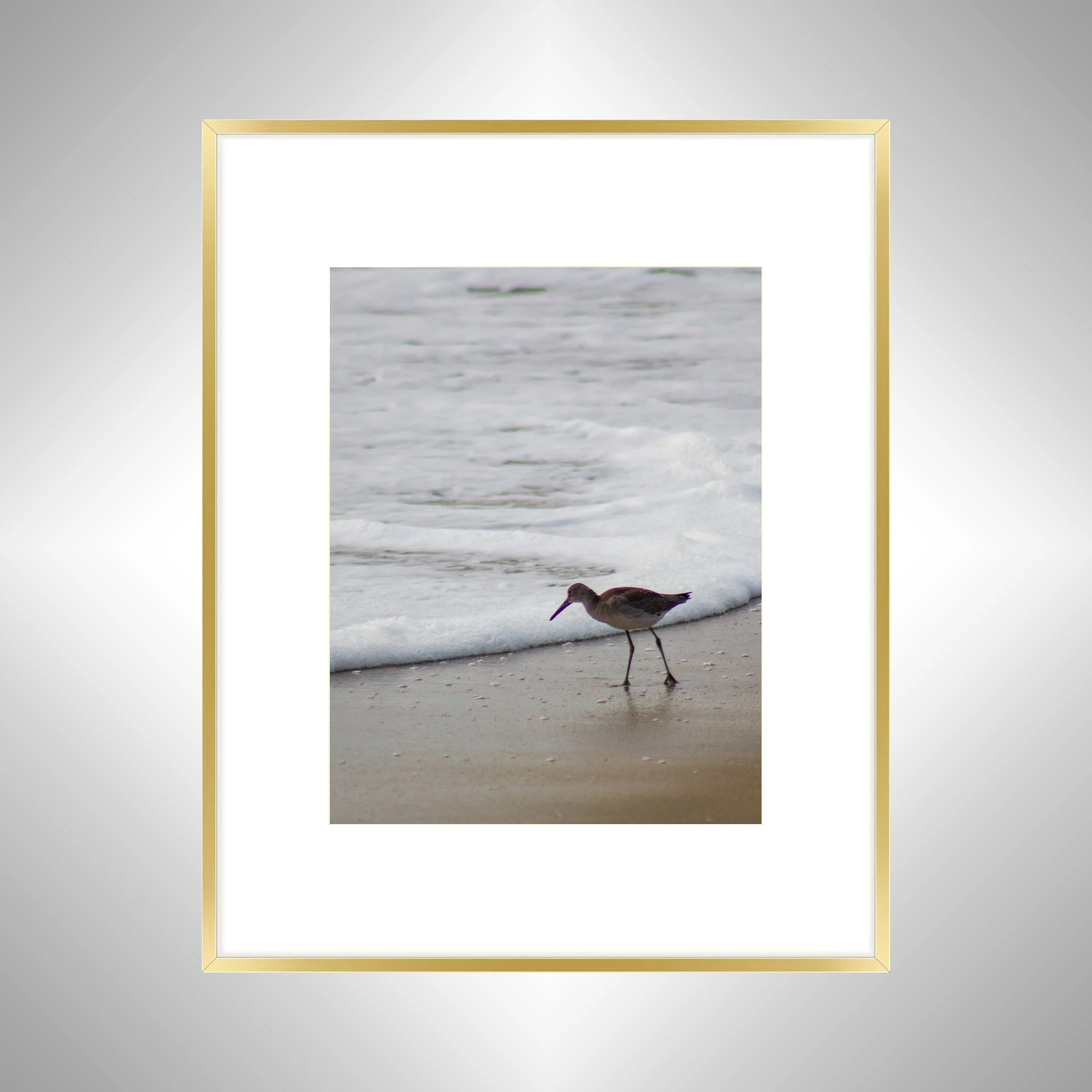 1:10 Willet at Beach Searching-gwb.jpg