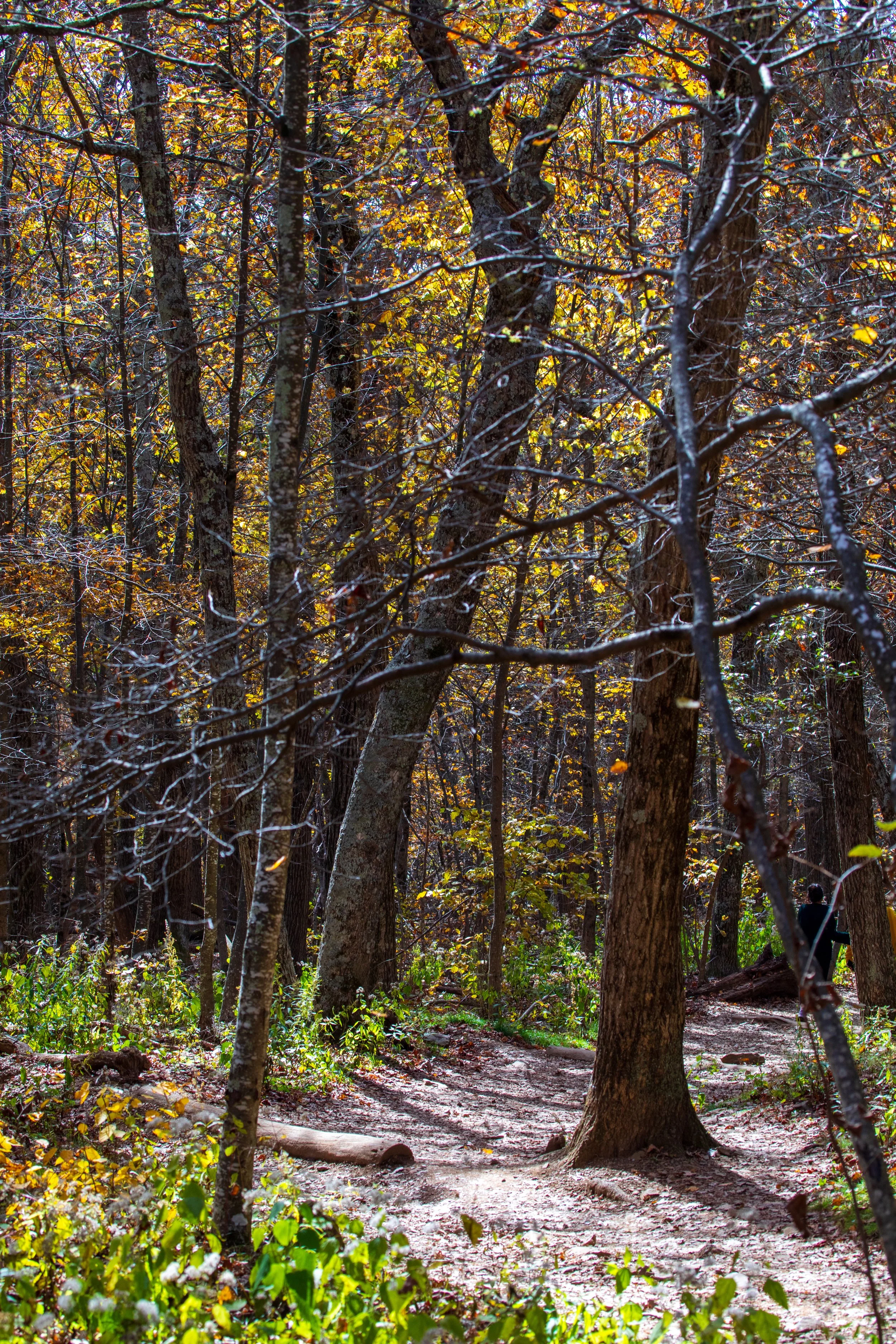 1:1 Shenandoah National Park Tree Trail.jpg