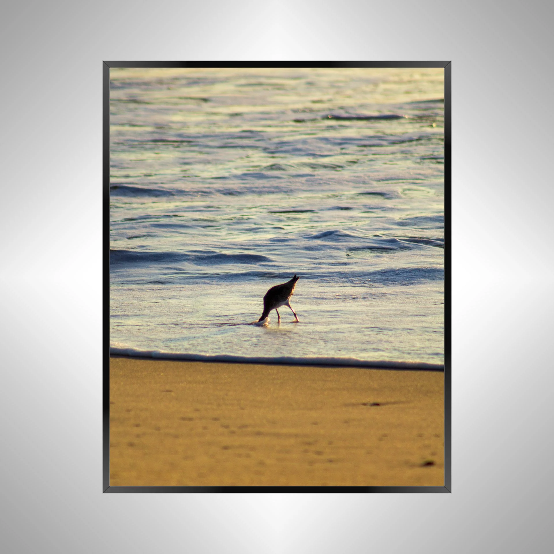 1/1 Willet Hunting