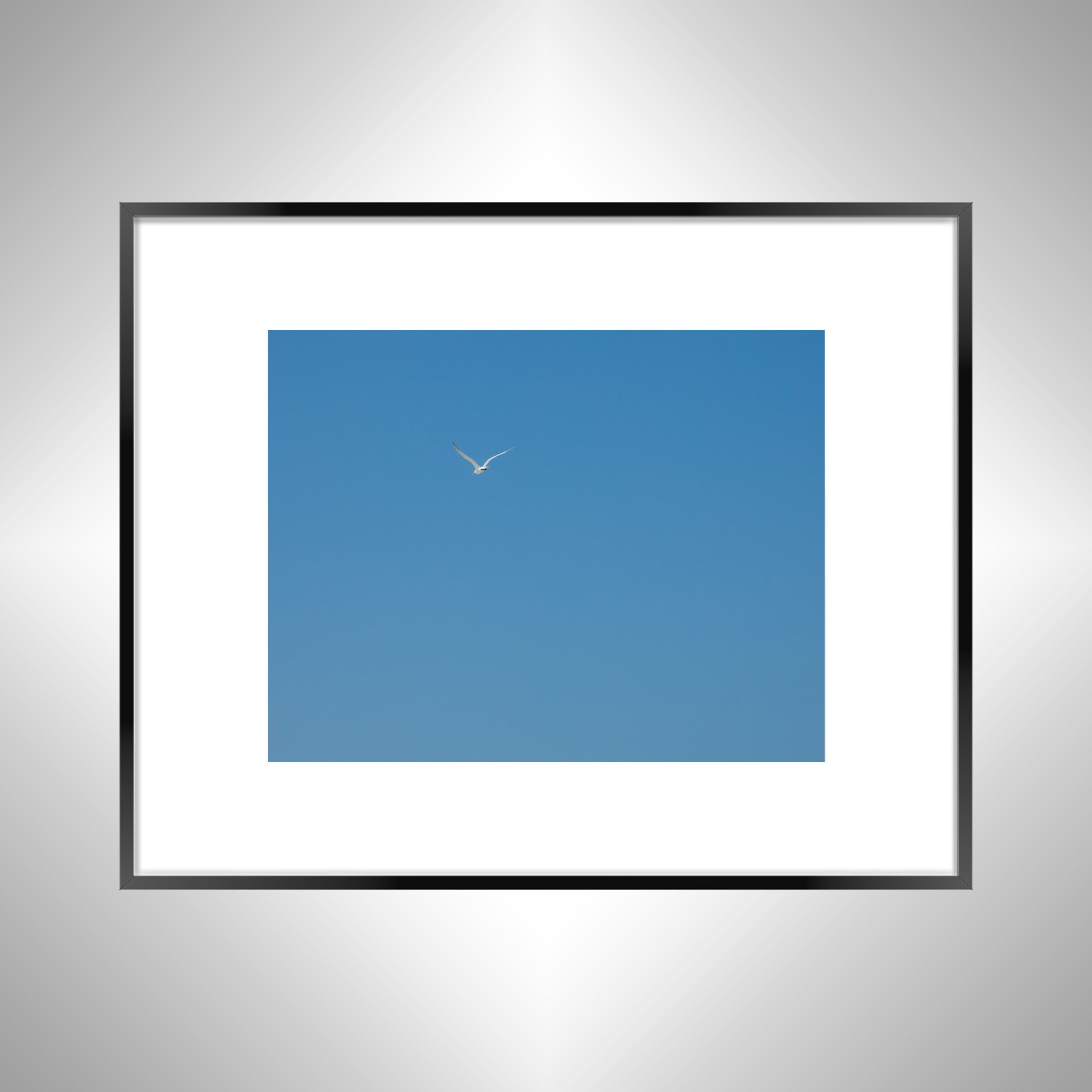 1:10 Seagull Flying Away- Black w: Border.jpg