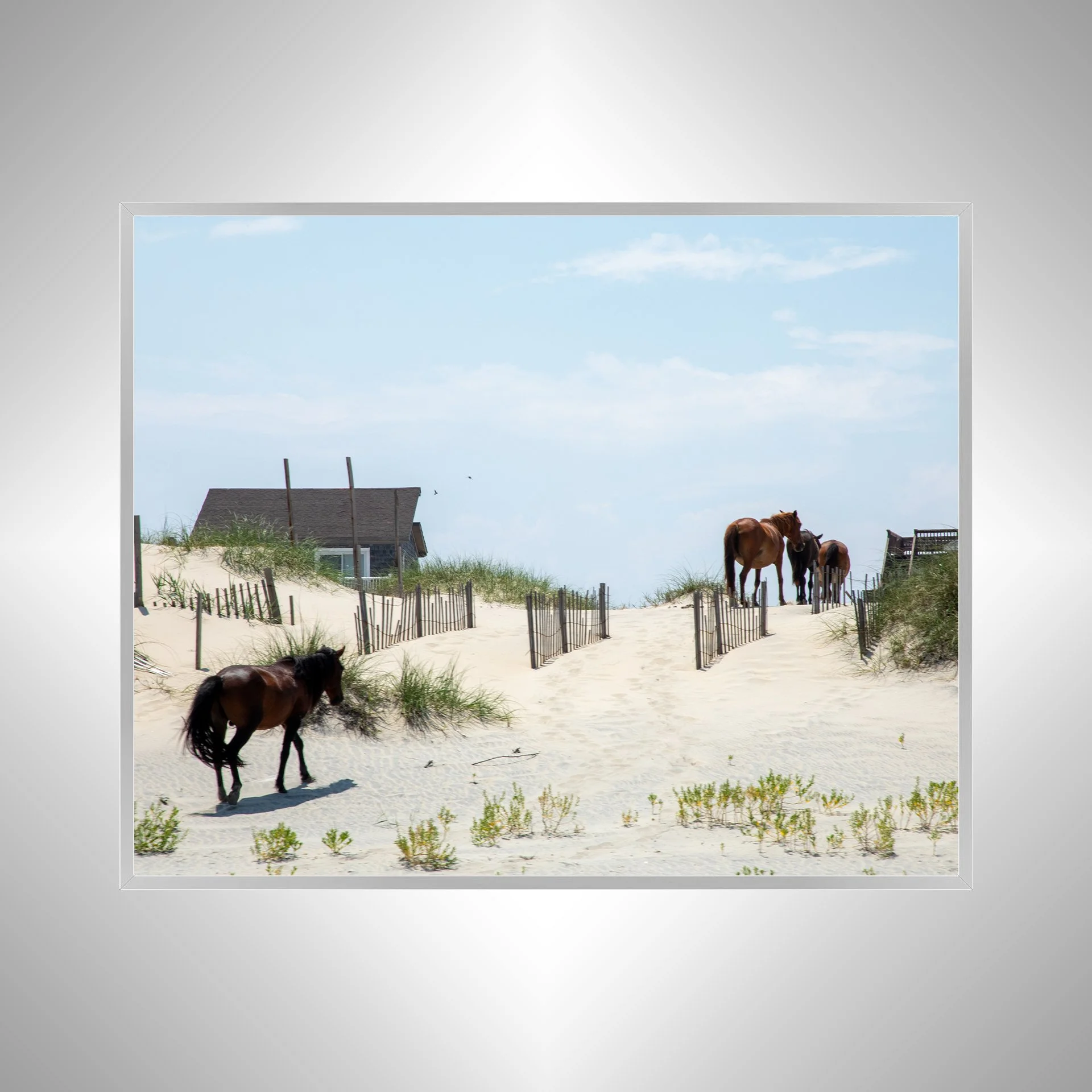 1:1 Wild Horses in OBX (Carova, NC)- Silver.jpg