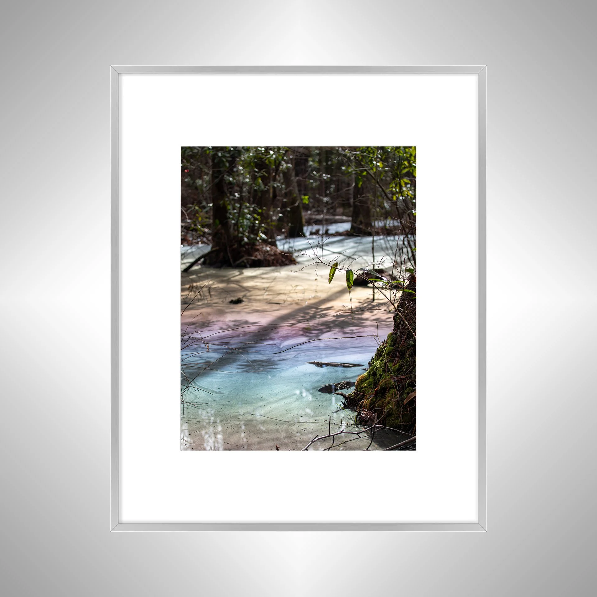 1:1 Rainbow Swamp at Seashore State Park- Silver w: Border.jpg