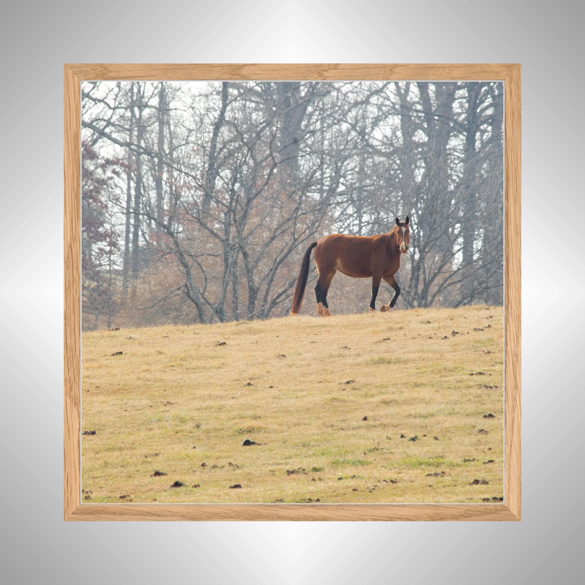 1:10 Shenandoah Horse (Square)- White Wood 2 copy NATTY.jpg