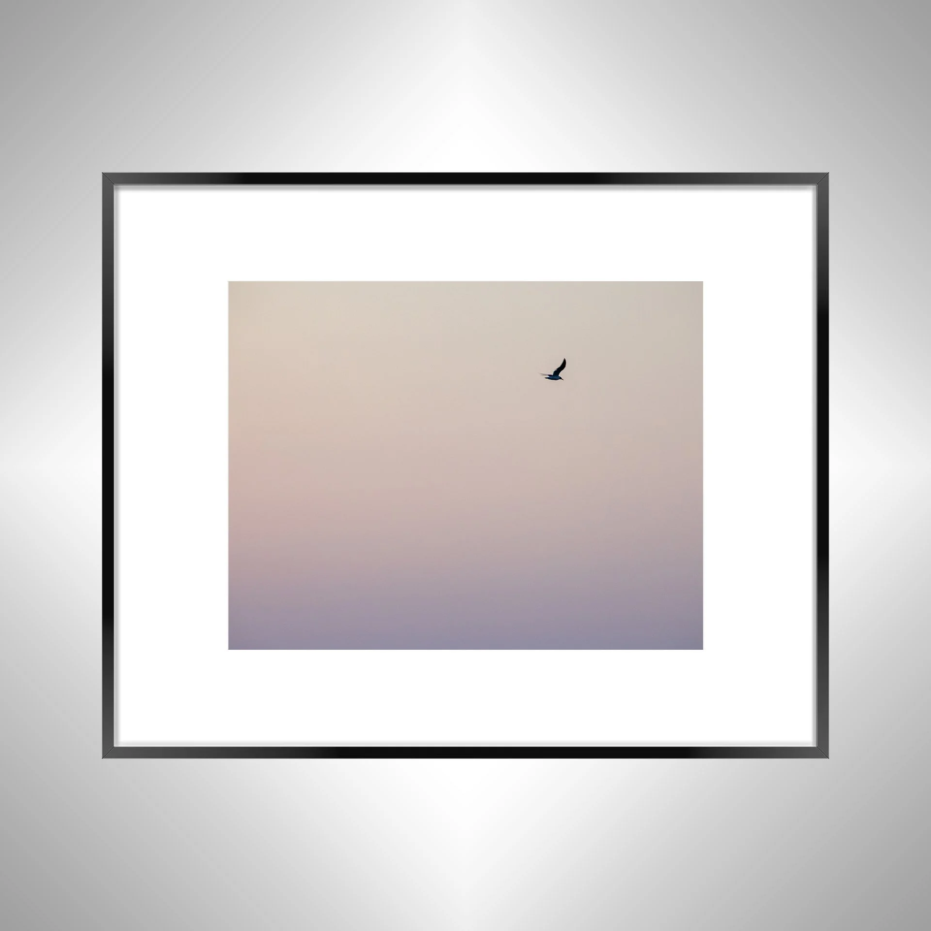 1:1 Seagull Flying on Pink Gradient- Black w: Border.jpg