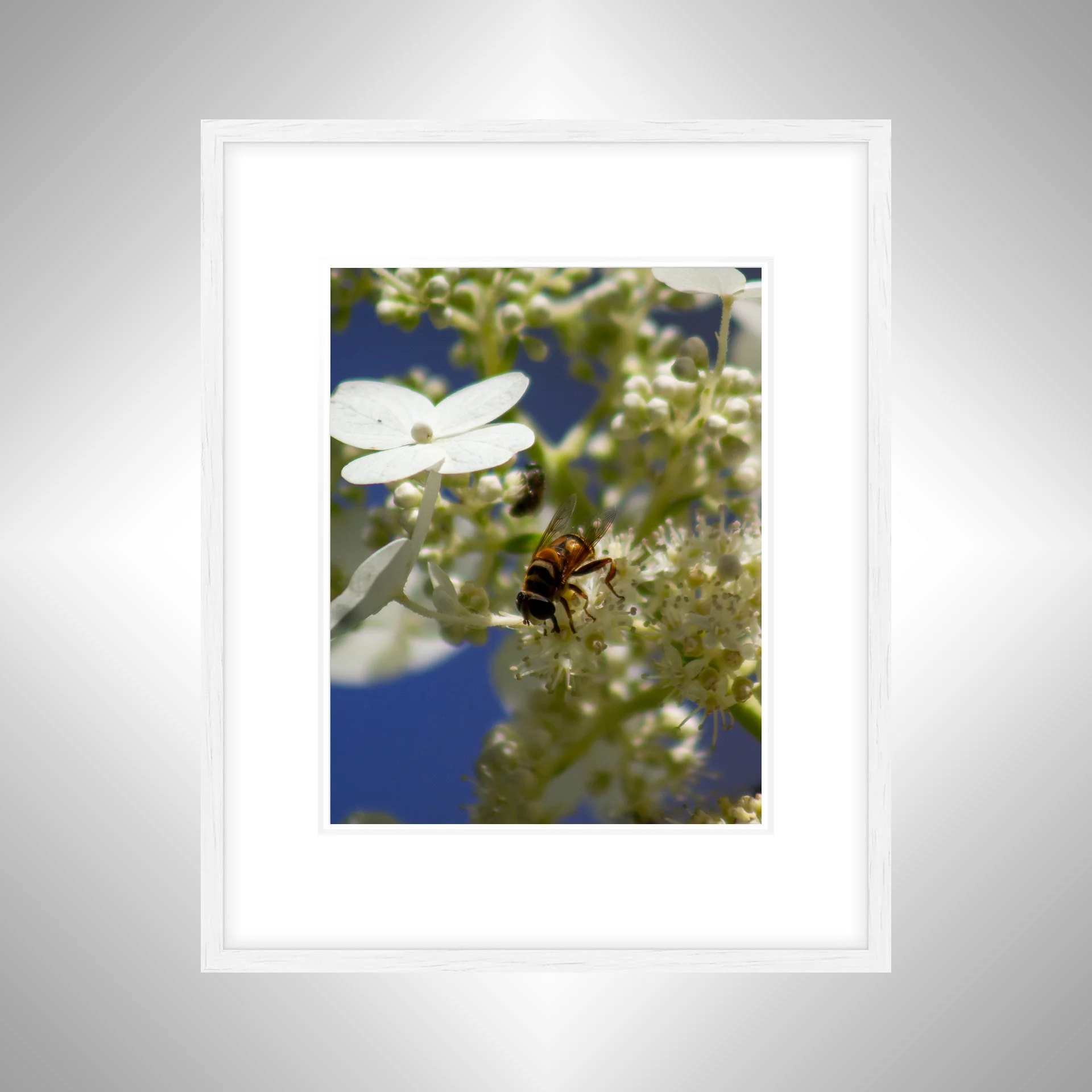 1:1 Pollinator in Norfolk- White w: Border.jpg