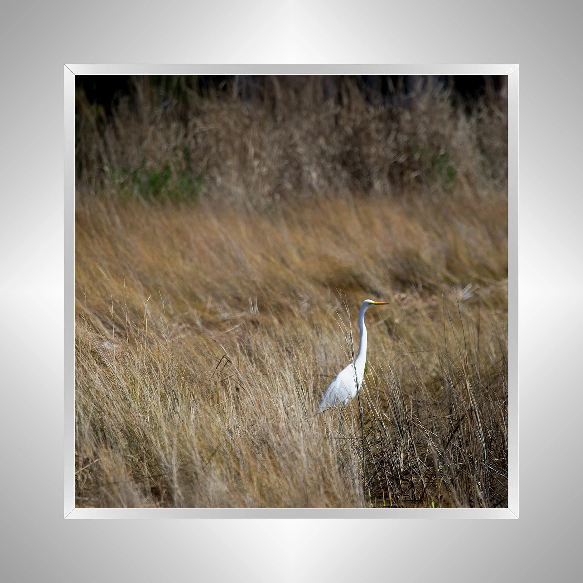 1:1 Sitting Egret (Square)- Silver Metal.jpg