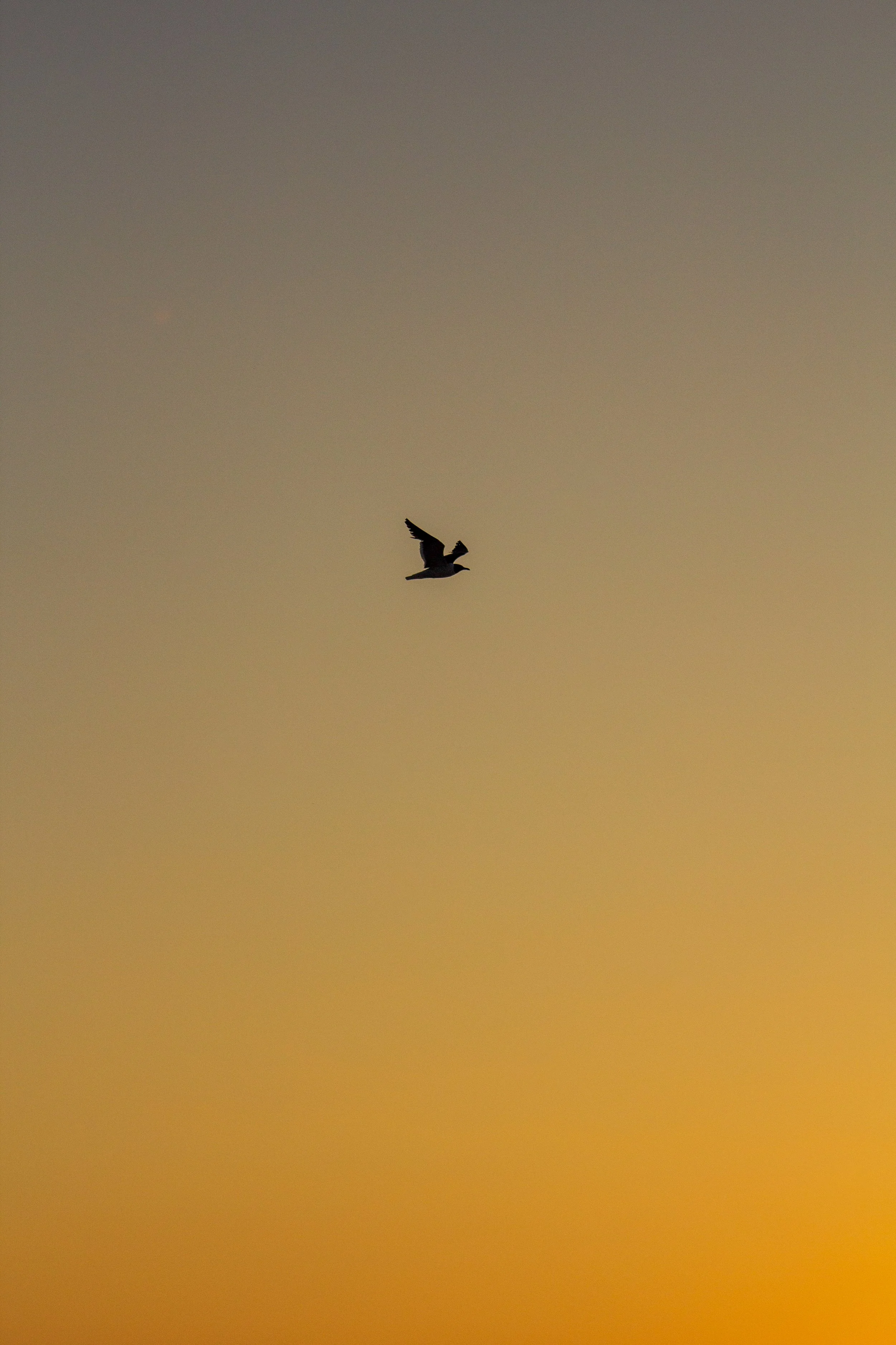 1:1 Seagull Silhouette Soaring South with Orange Gradient.jpg