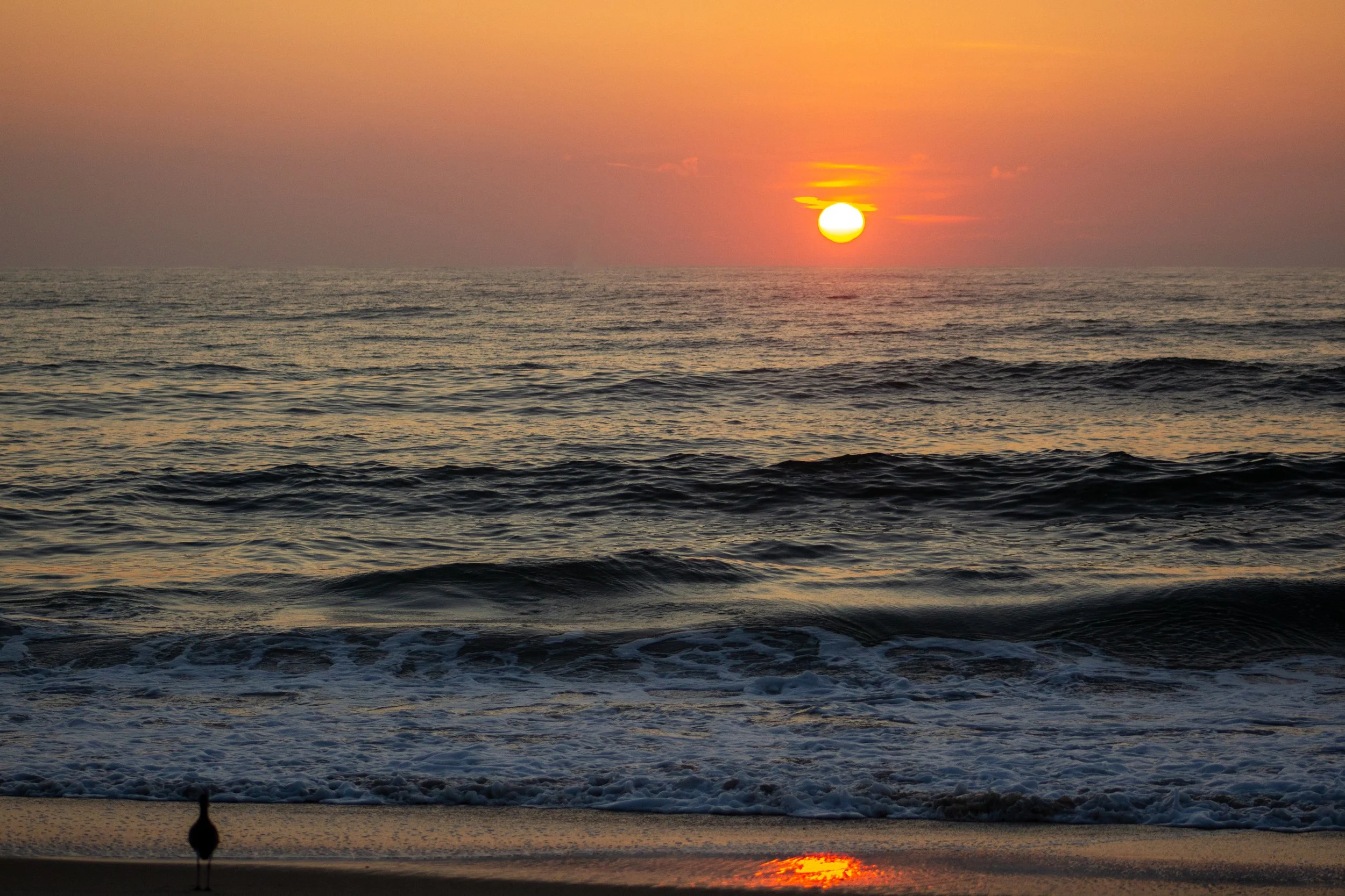 1:1 Willet Watching Sunrise.jpg